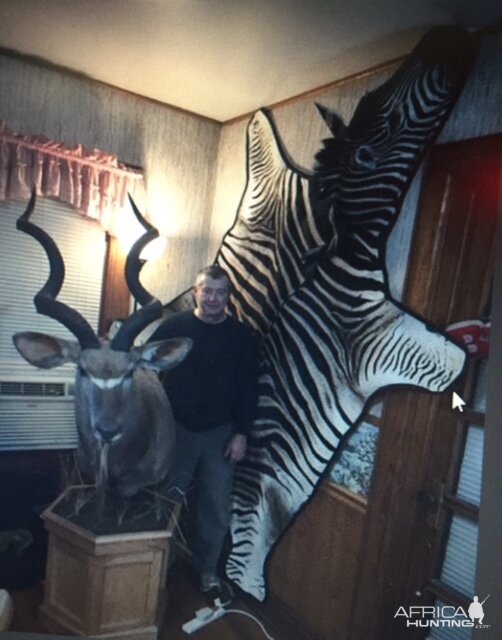 Kudu Shoulder Mount Pedestal Taxidermy & Burchell's Plain Zebra Rug