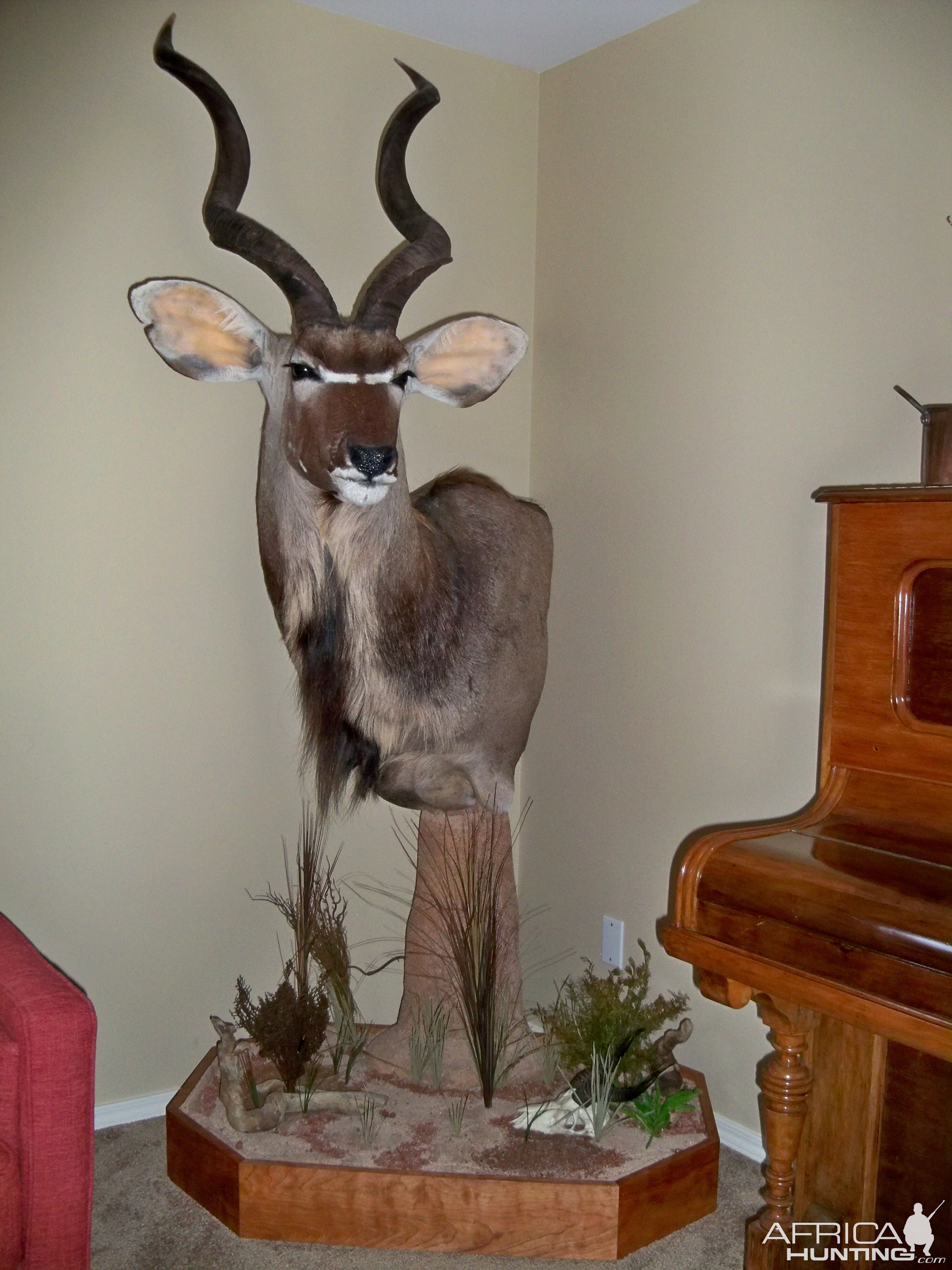 Kudu Shoulder Mount Pedestal Taxidermy