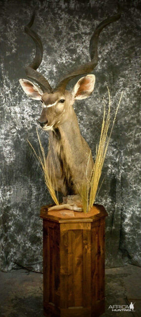 Kudu Shoulder Mount Pedestal Taxidermy