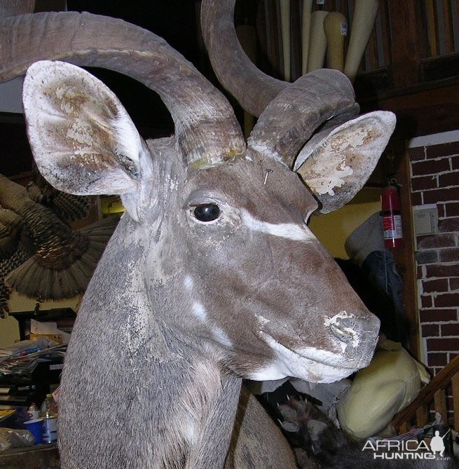 Kudu Shoulder Mount Taxidermy After