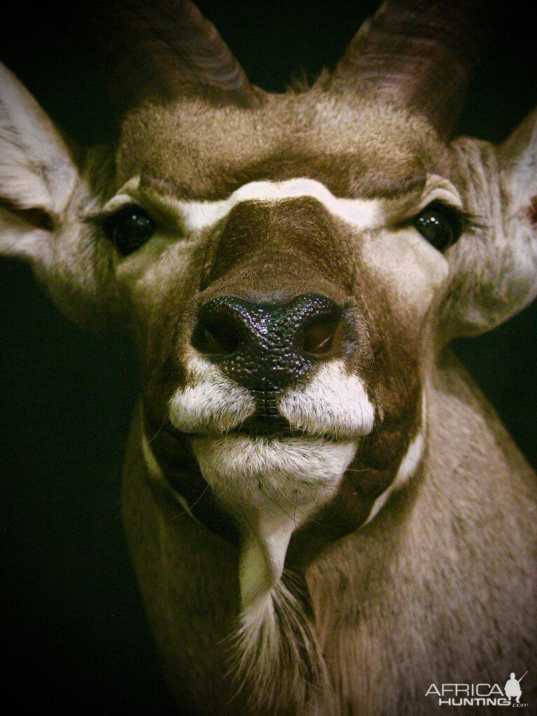 Kudu Shoulder Mount Taxidermy Close Up