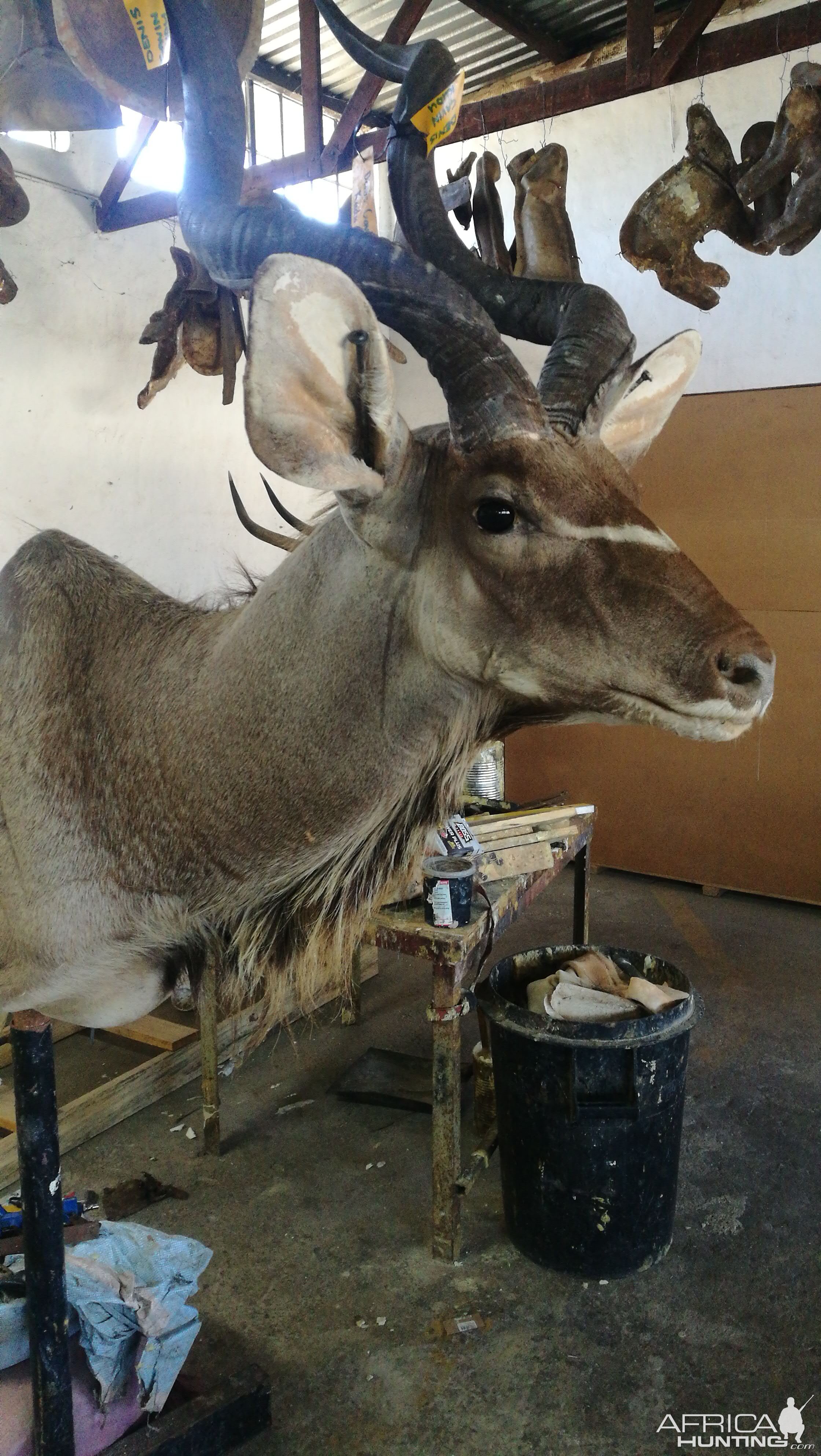 Kudu Shoulder Mount Taxidermy Process