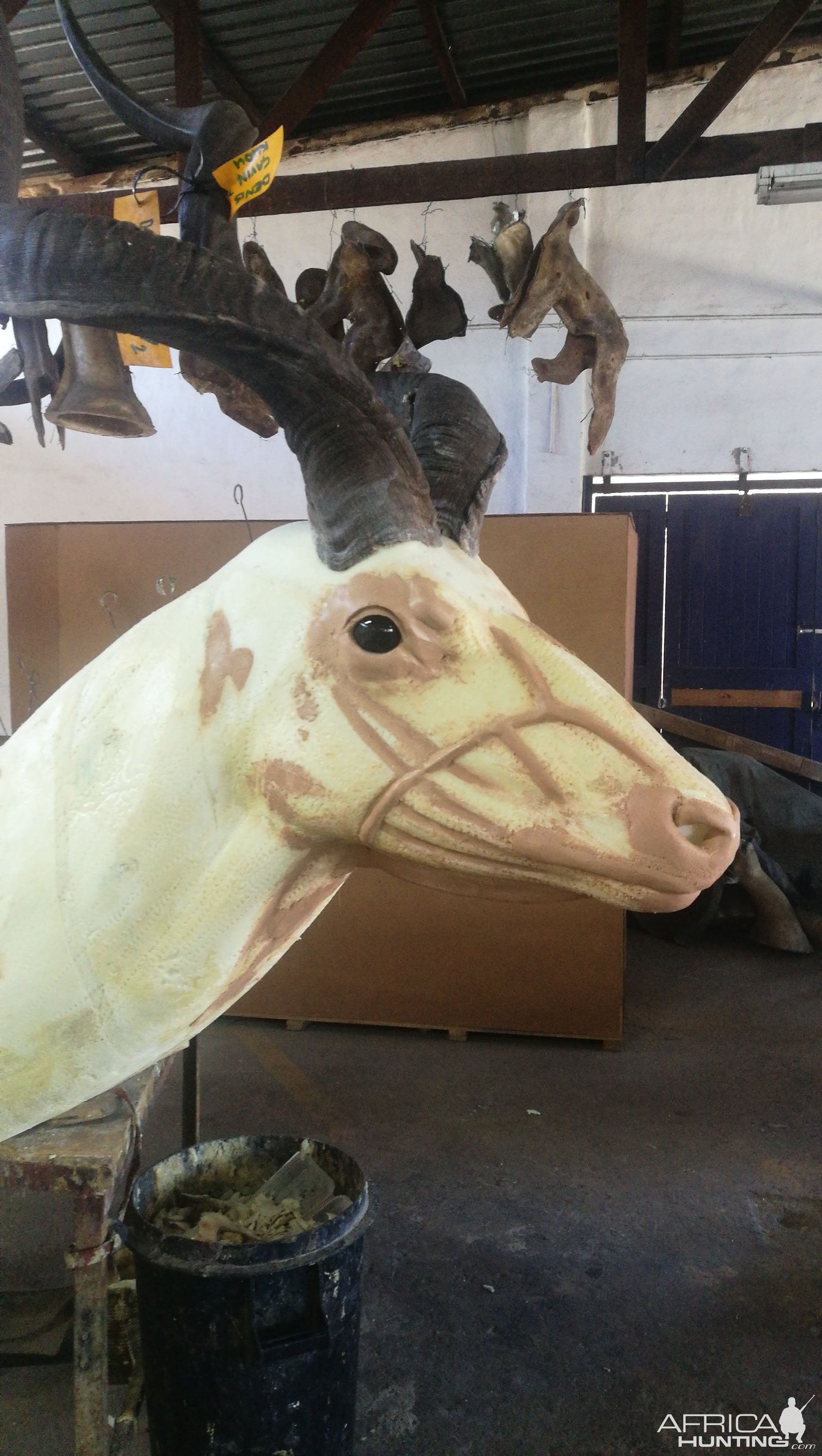 Kudu Shoulder Mount Taxidermy Process