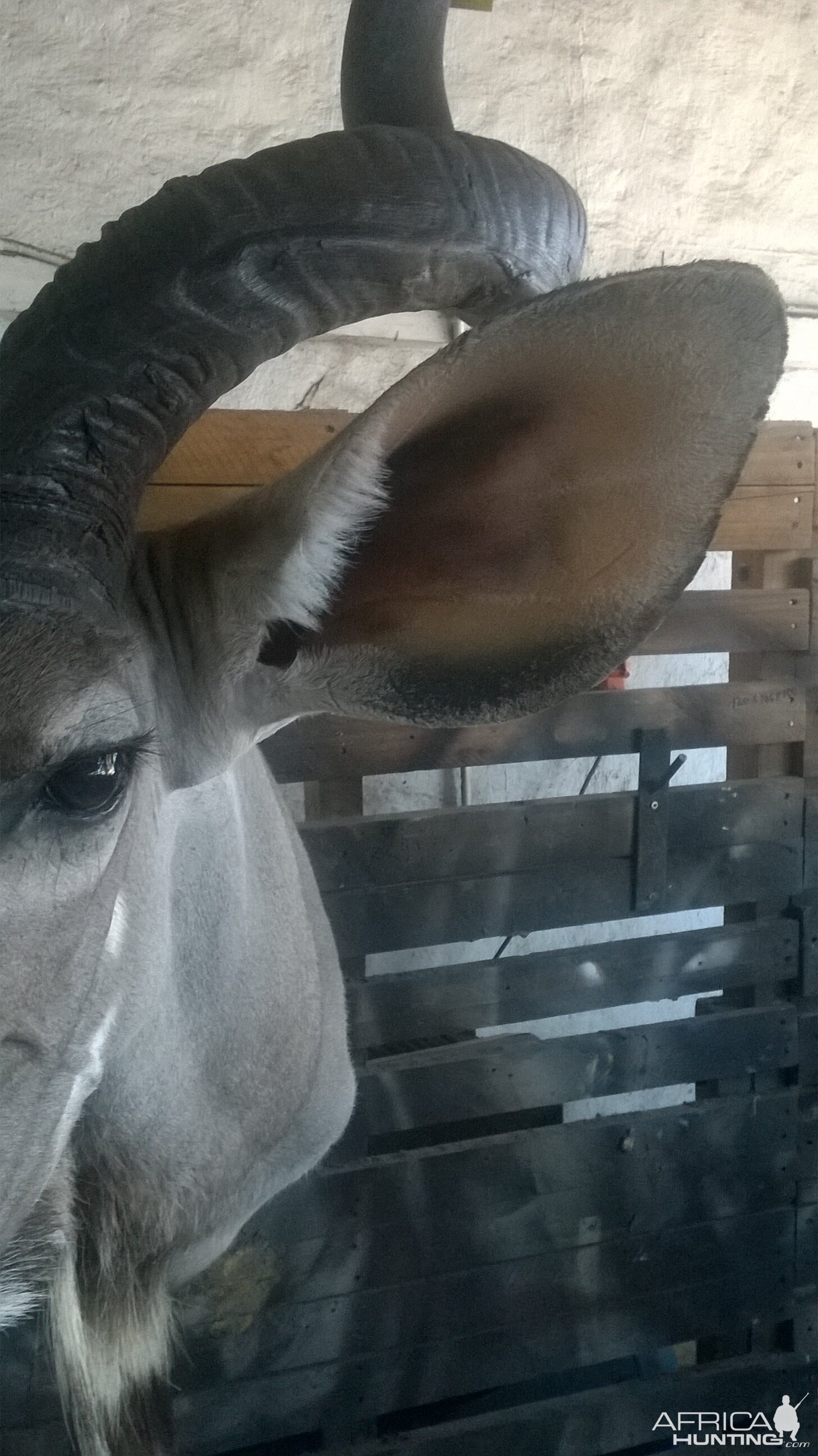 Kudu Shoulder Mount Taxidermy Up Close