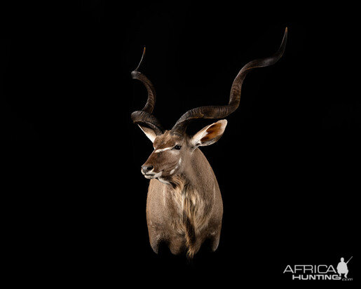 Kudu Shoulder Mount Taxidermy