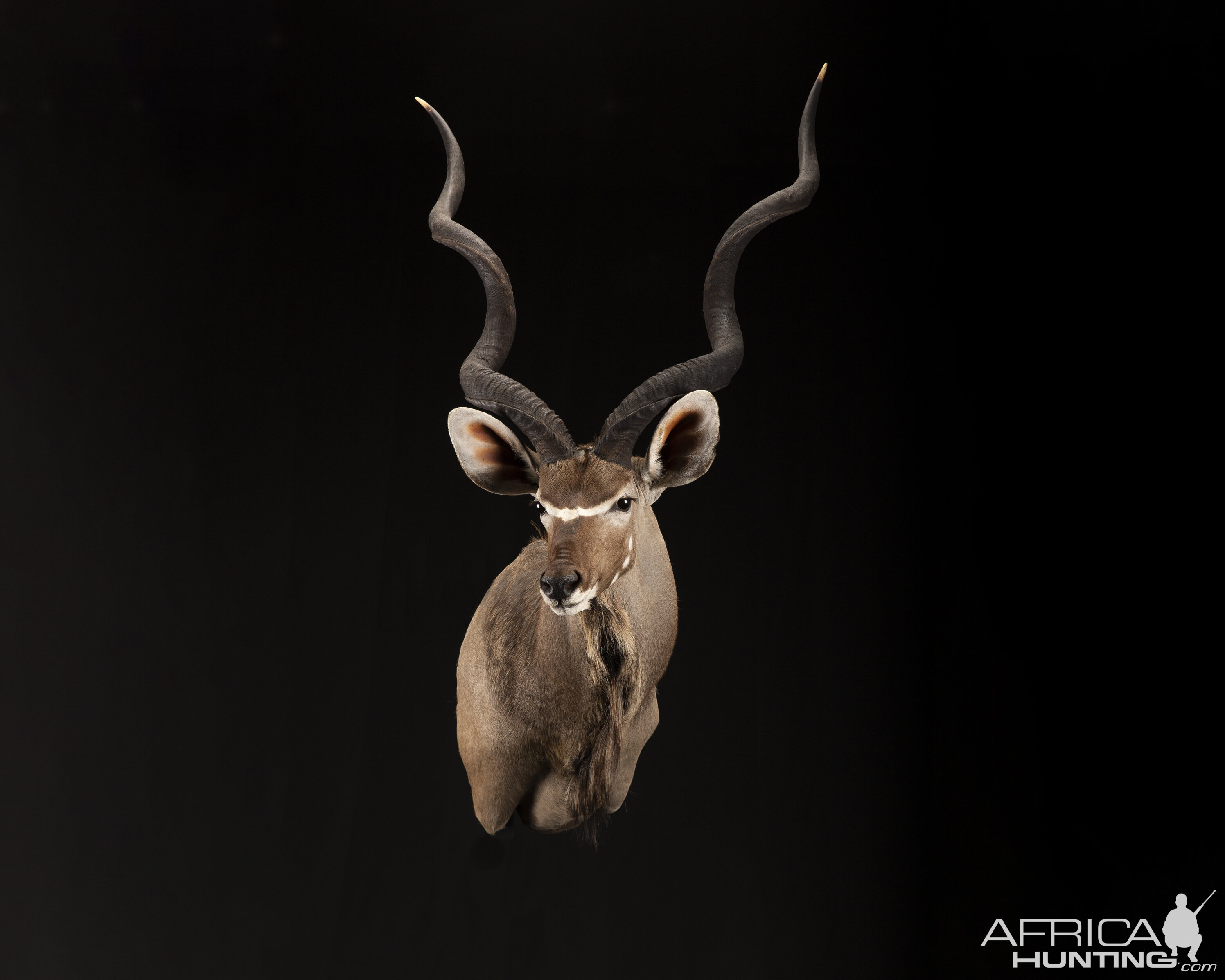 Kudu Shoulder Mount Taxidermy