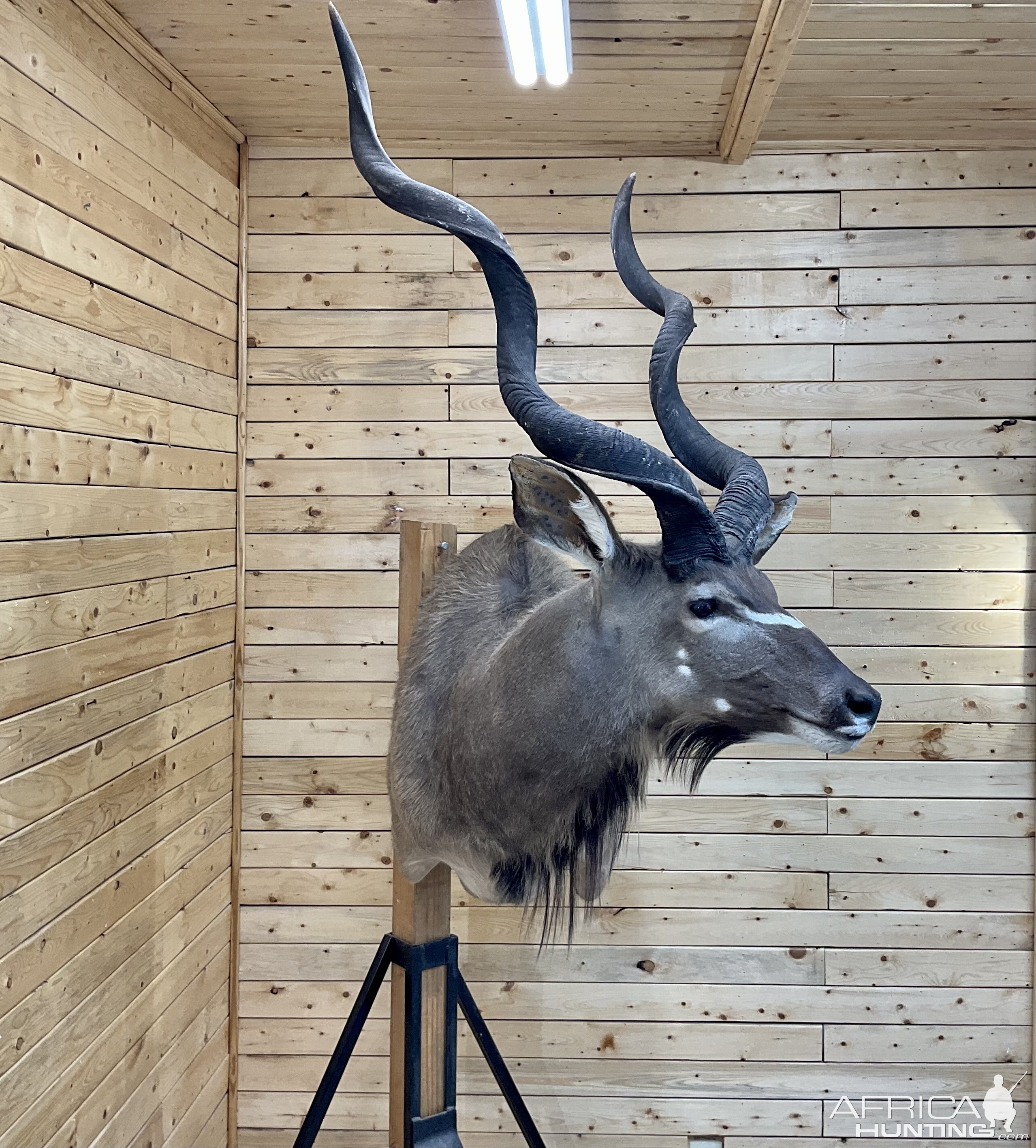 Kudu Shoulder Mount Taxidermy