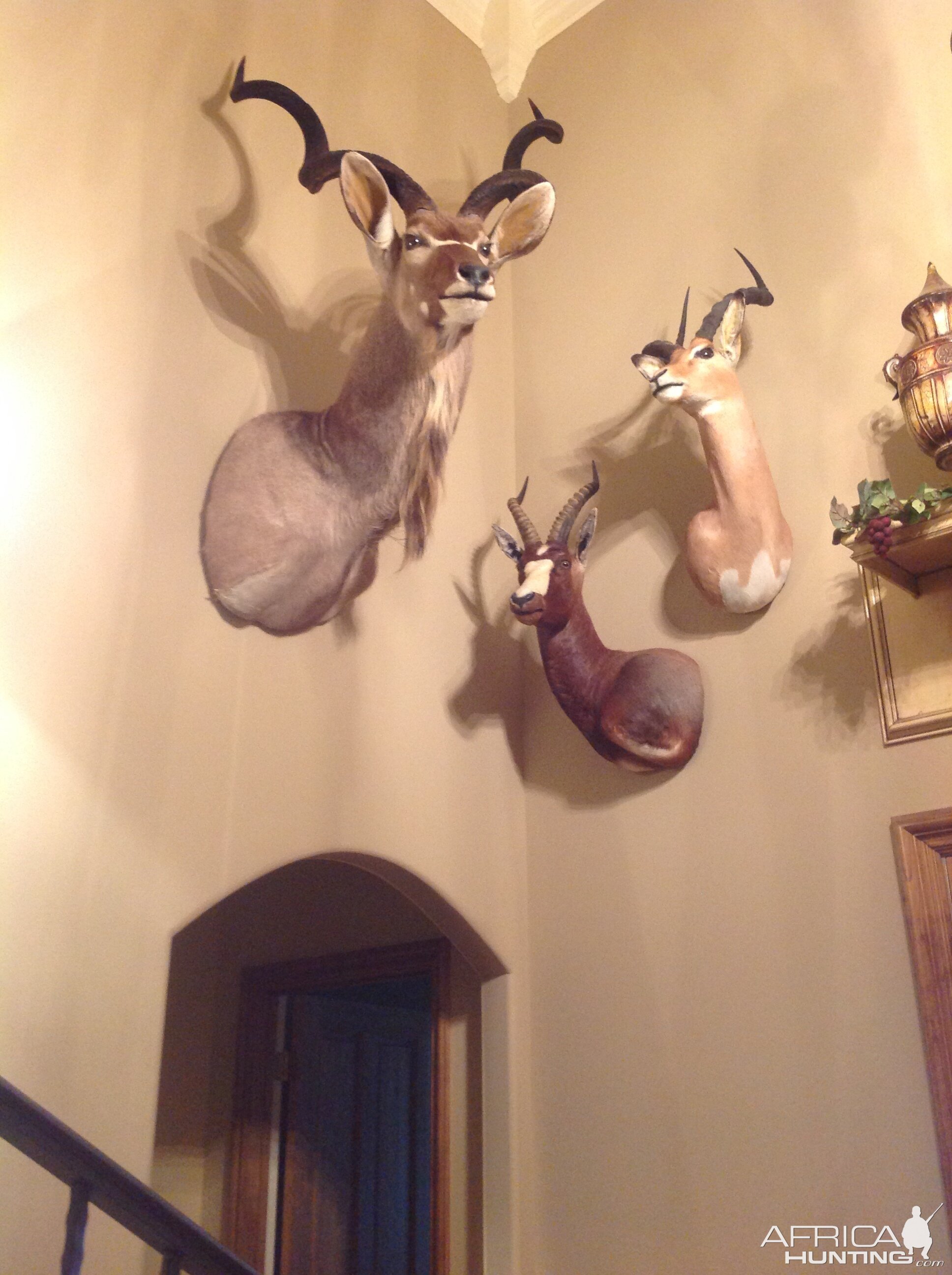 Kudu Shoulder Mount Taxidermy