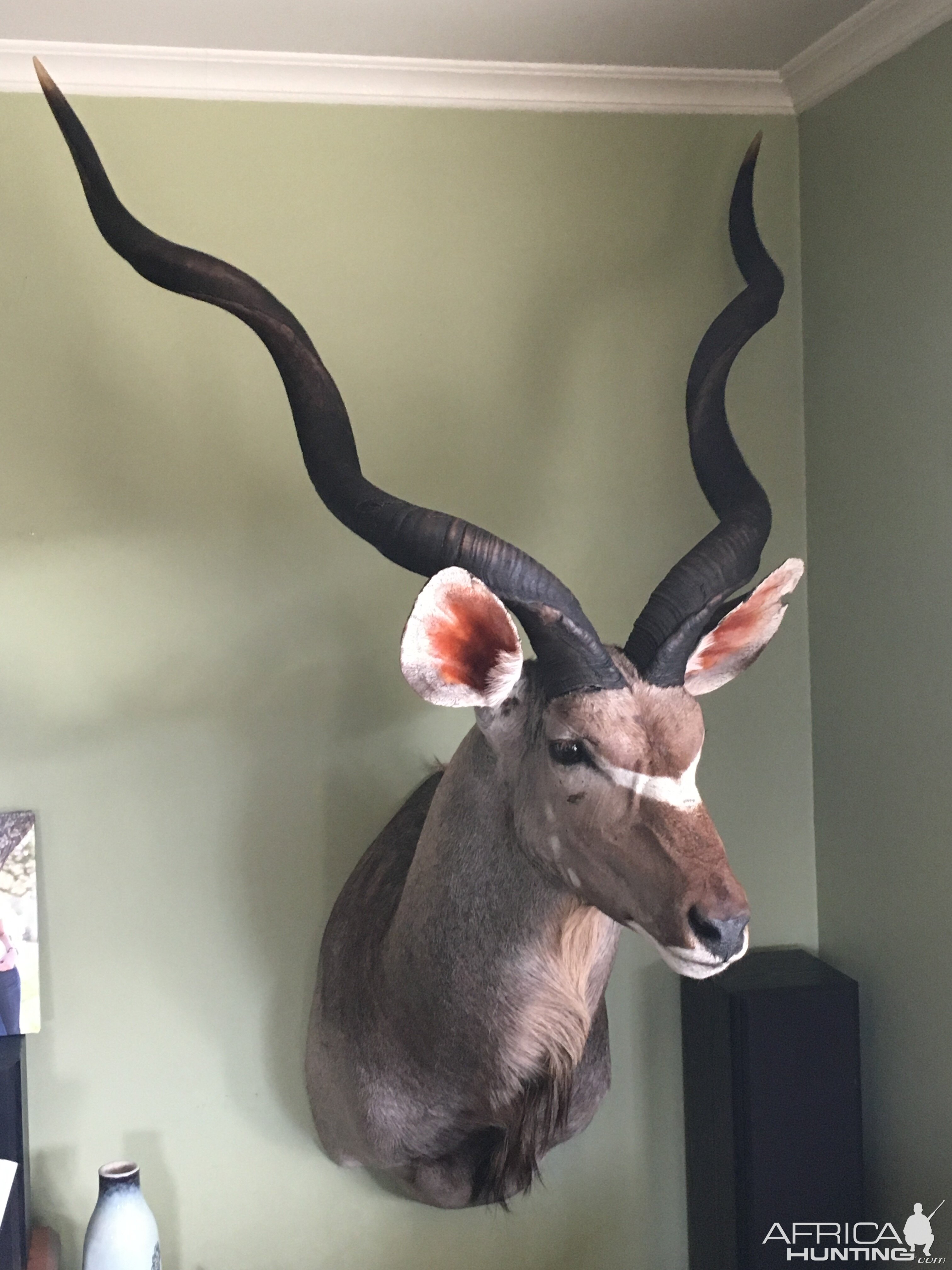 Kudu Shoulder Mount Taxidermy