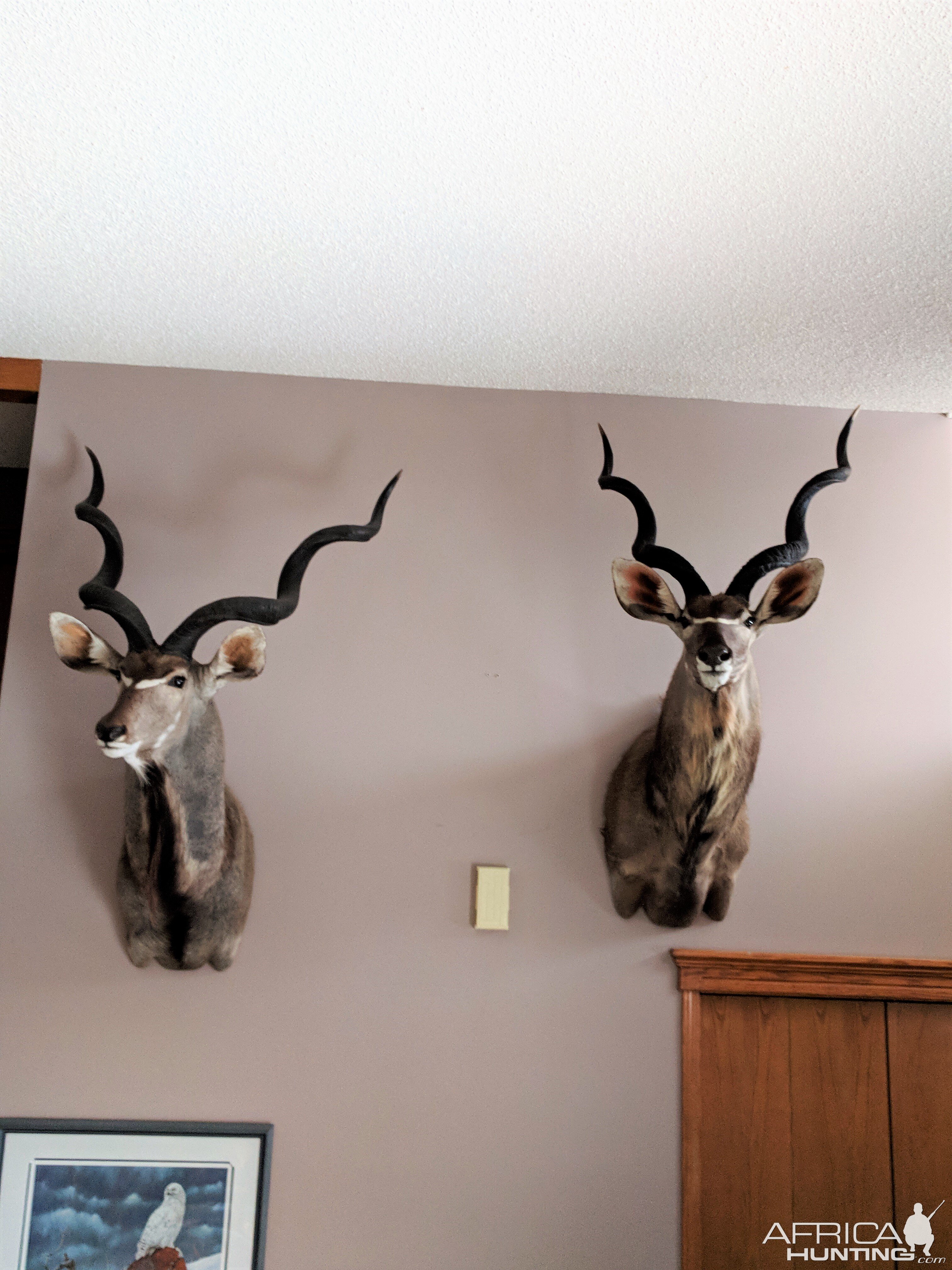 Kudu Shoulder Mount Taxidermy