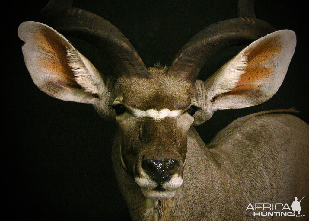 Kudu Shoulder Mount Taxidermy