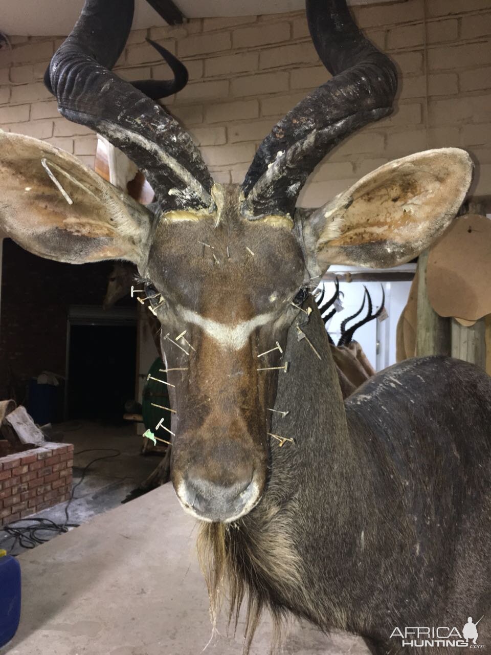 Kudu Shoulder Mount Taxidermy