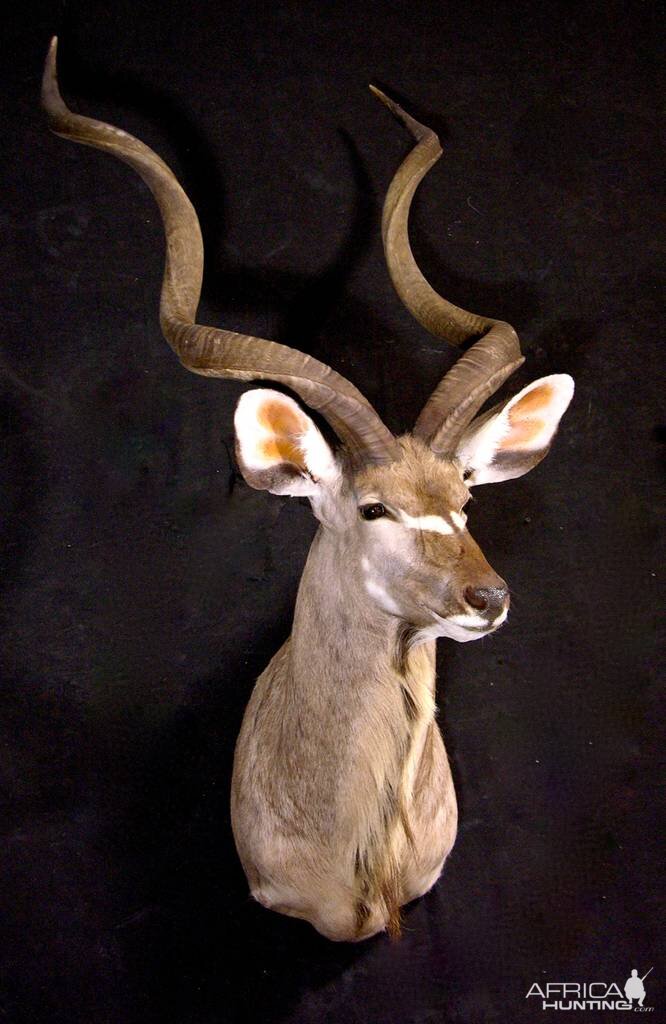 Kudu Shoulder Mount Taxidermy