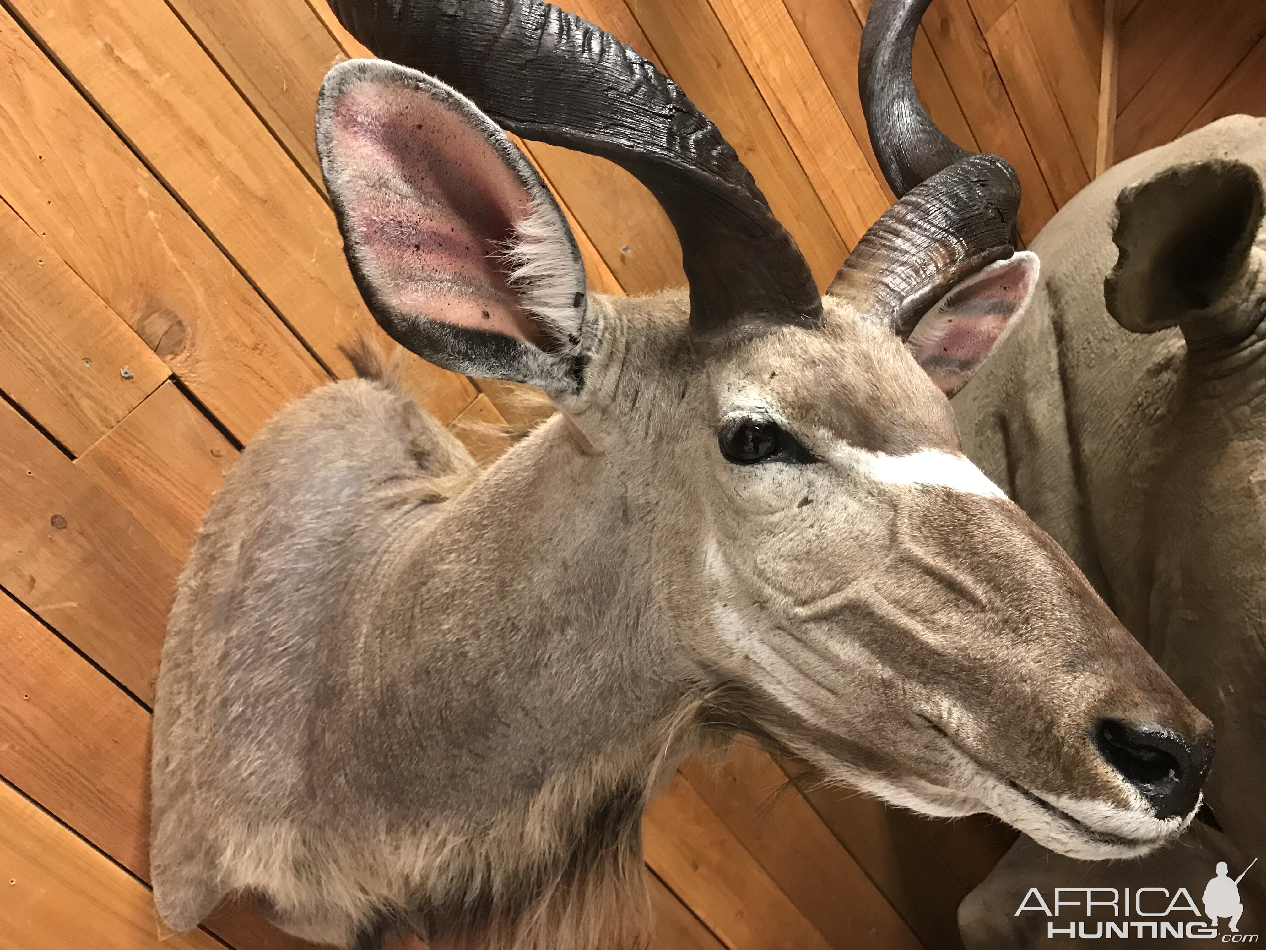 Kudu Shoulder Mount Taxidermy