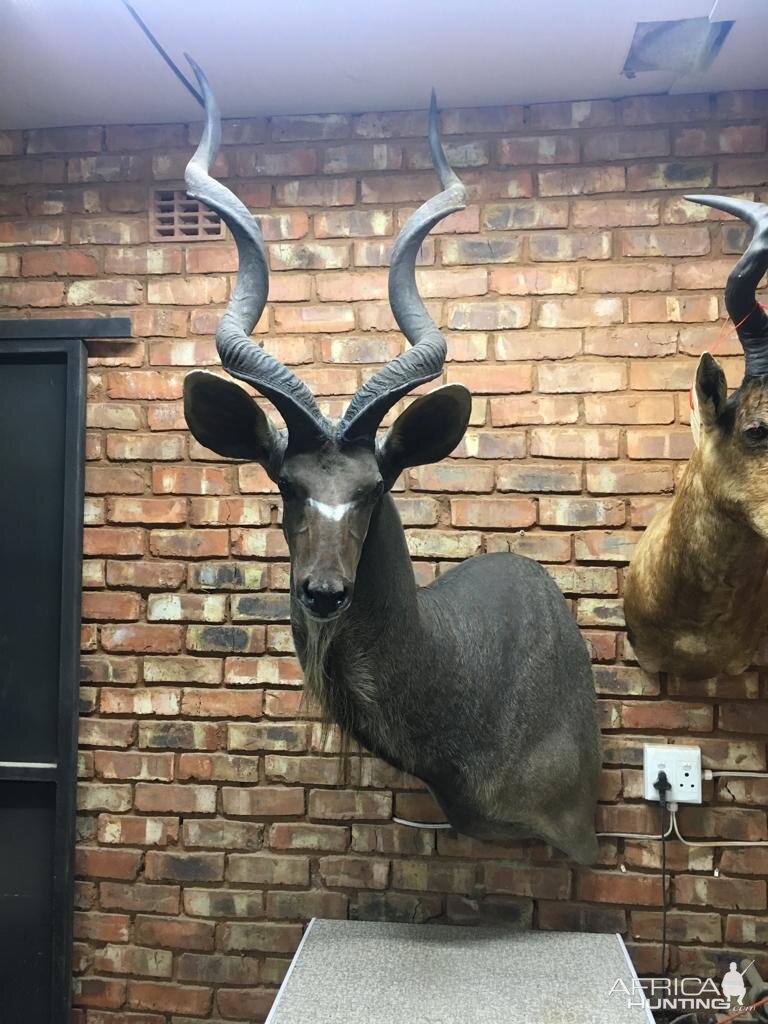 Kudu Shoulder Mount Taxidermy