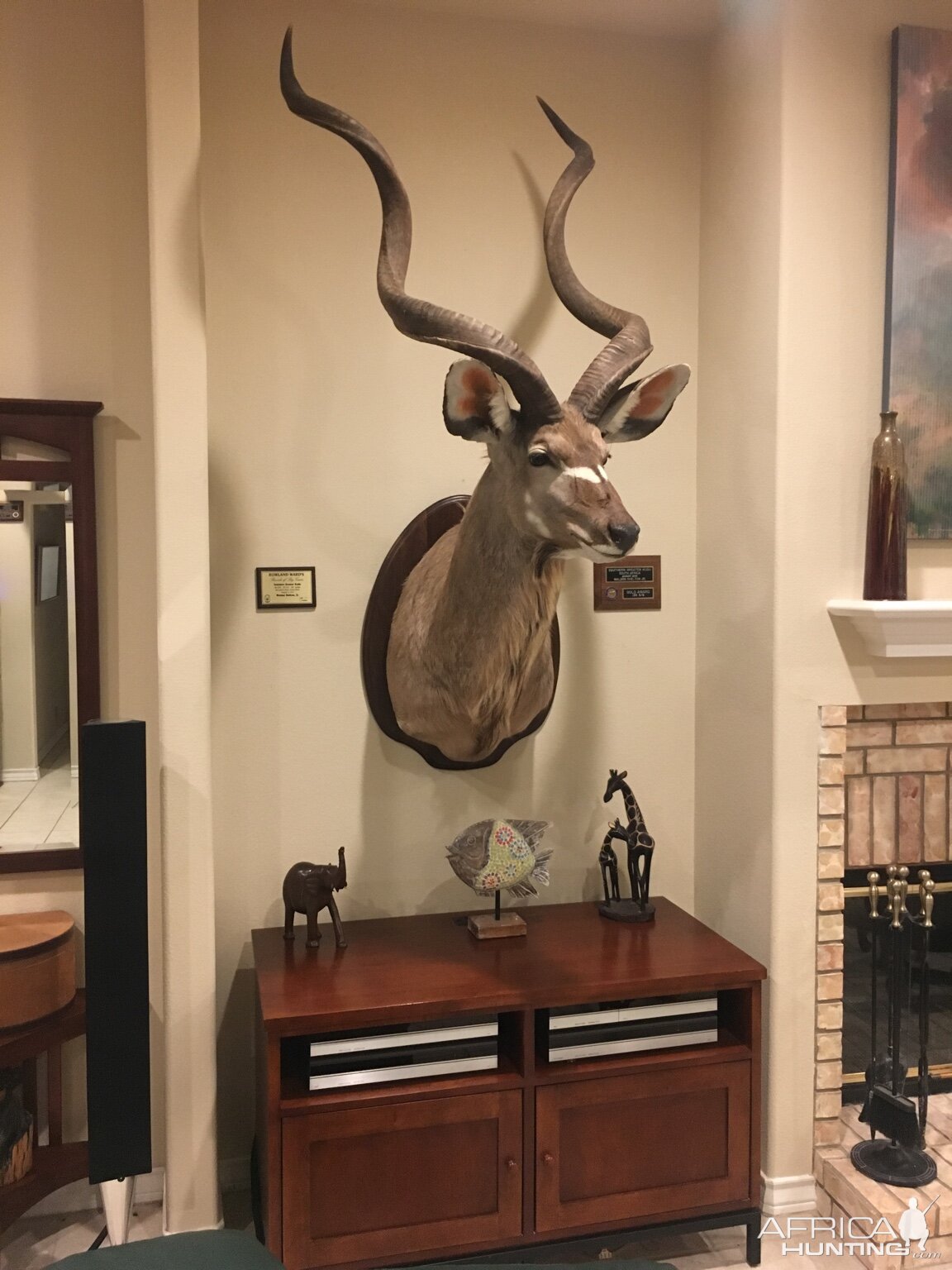 Kudu Shoulder Mount Taxidermy