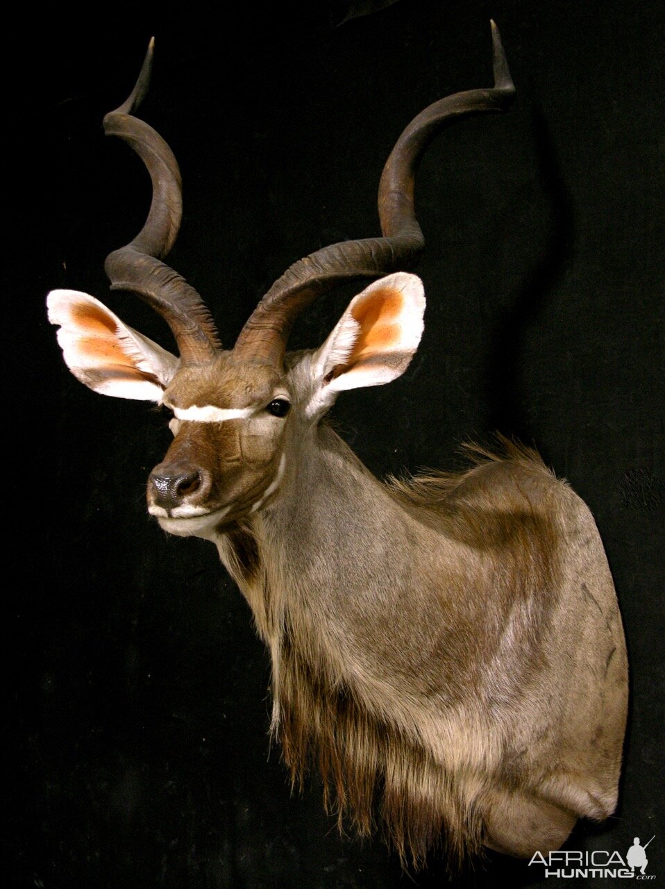 Kudu Shoulder Mount Taxidermy