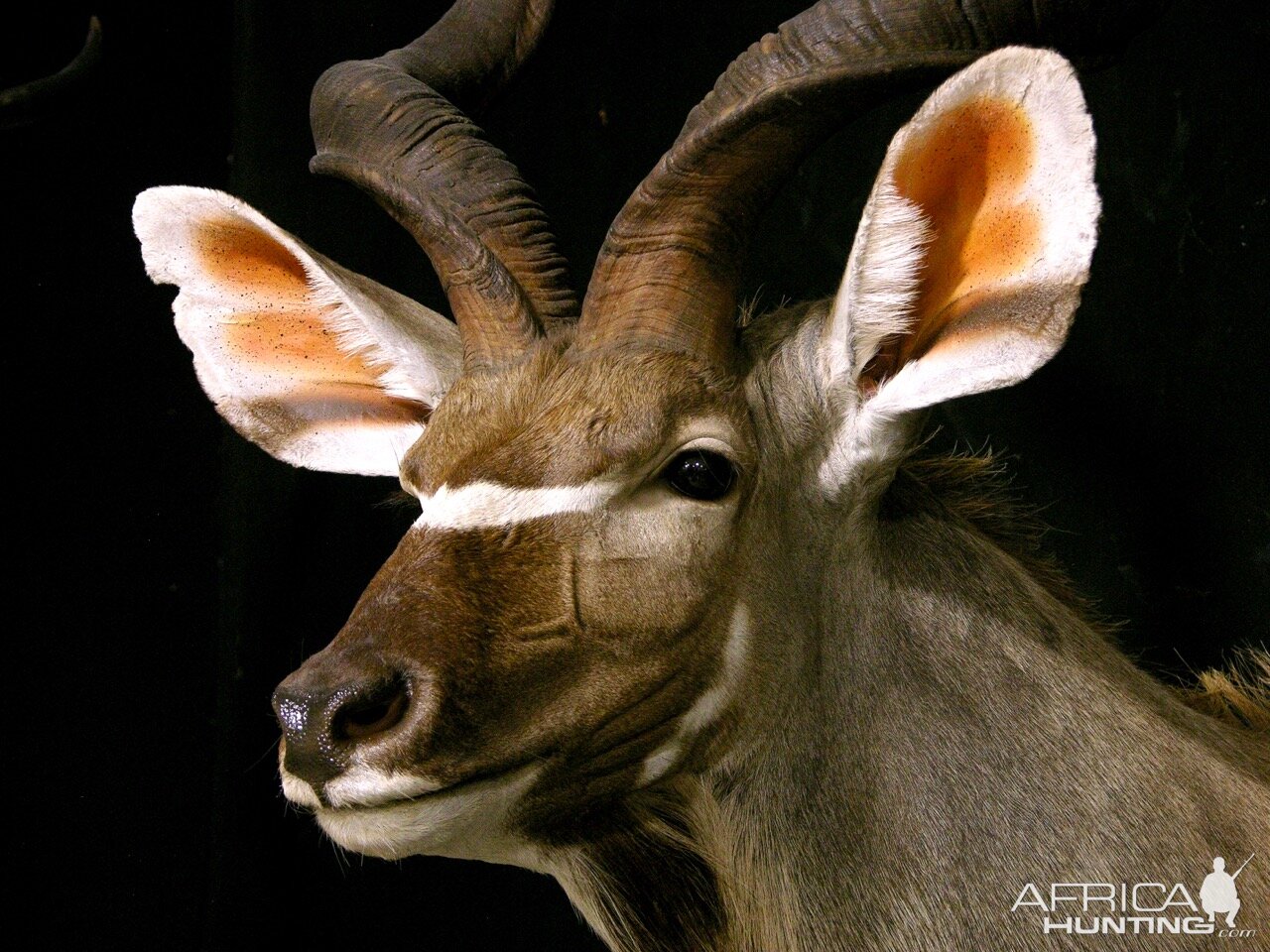 Kudu Shoulder Mount Taxidermy