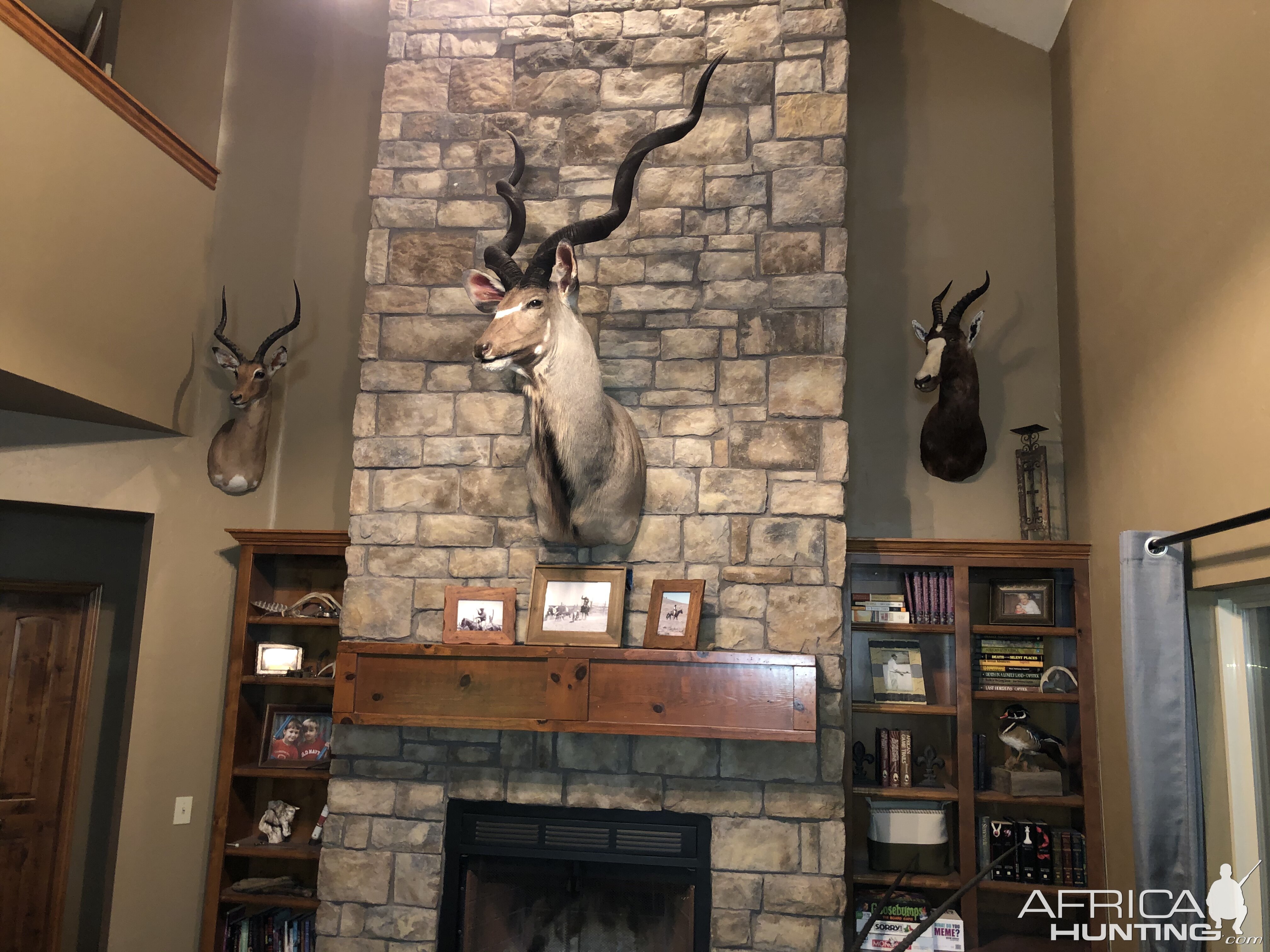 Kudu Shoulder Mount Taxidermy