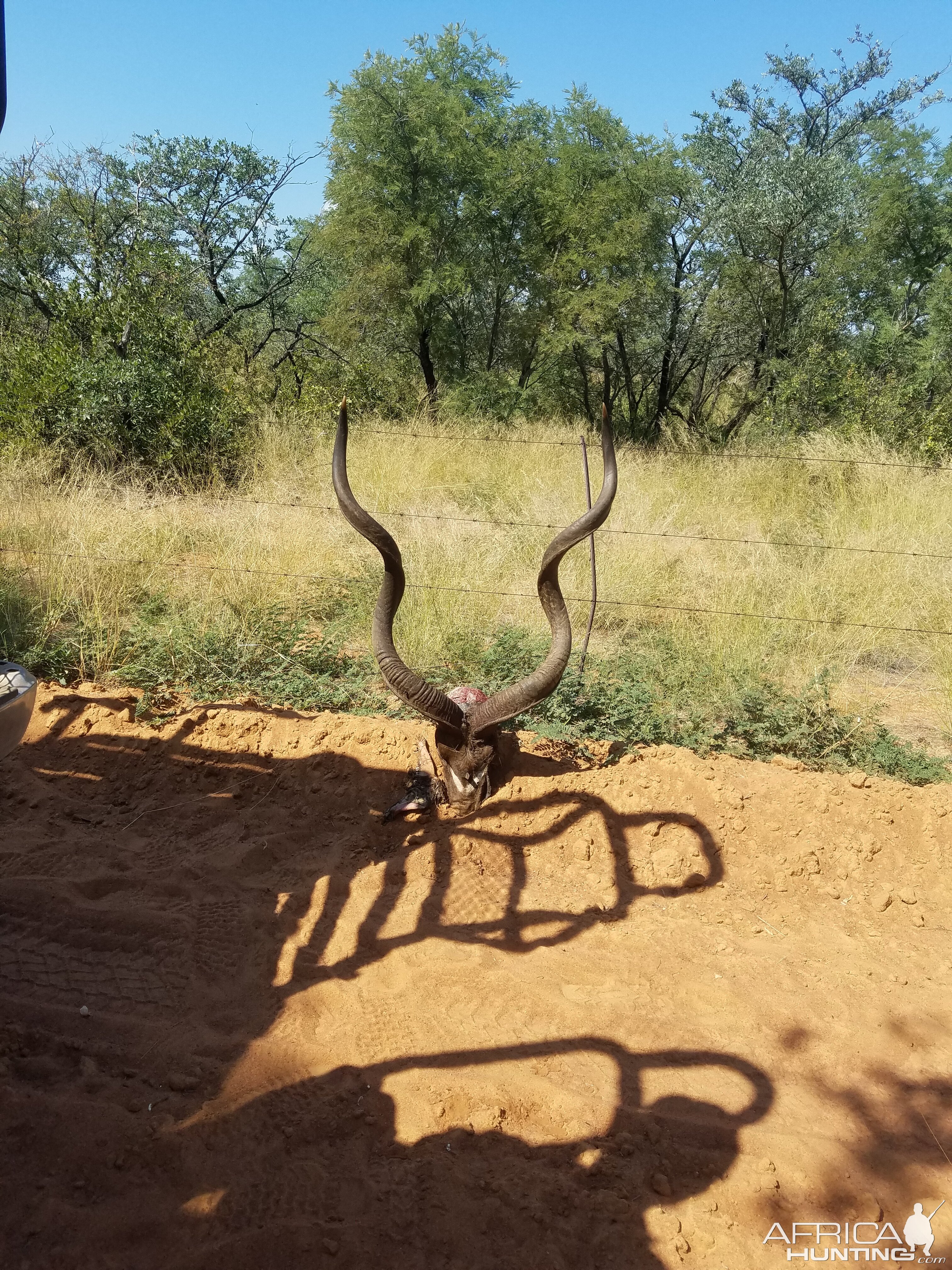 Kudu Skull South Africa