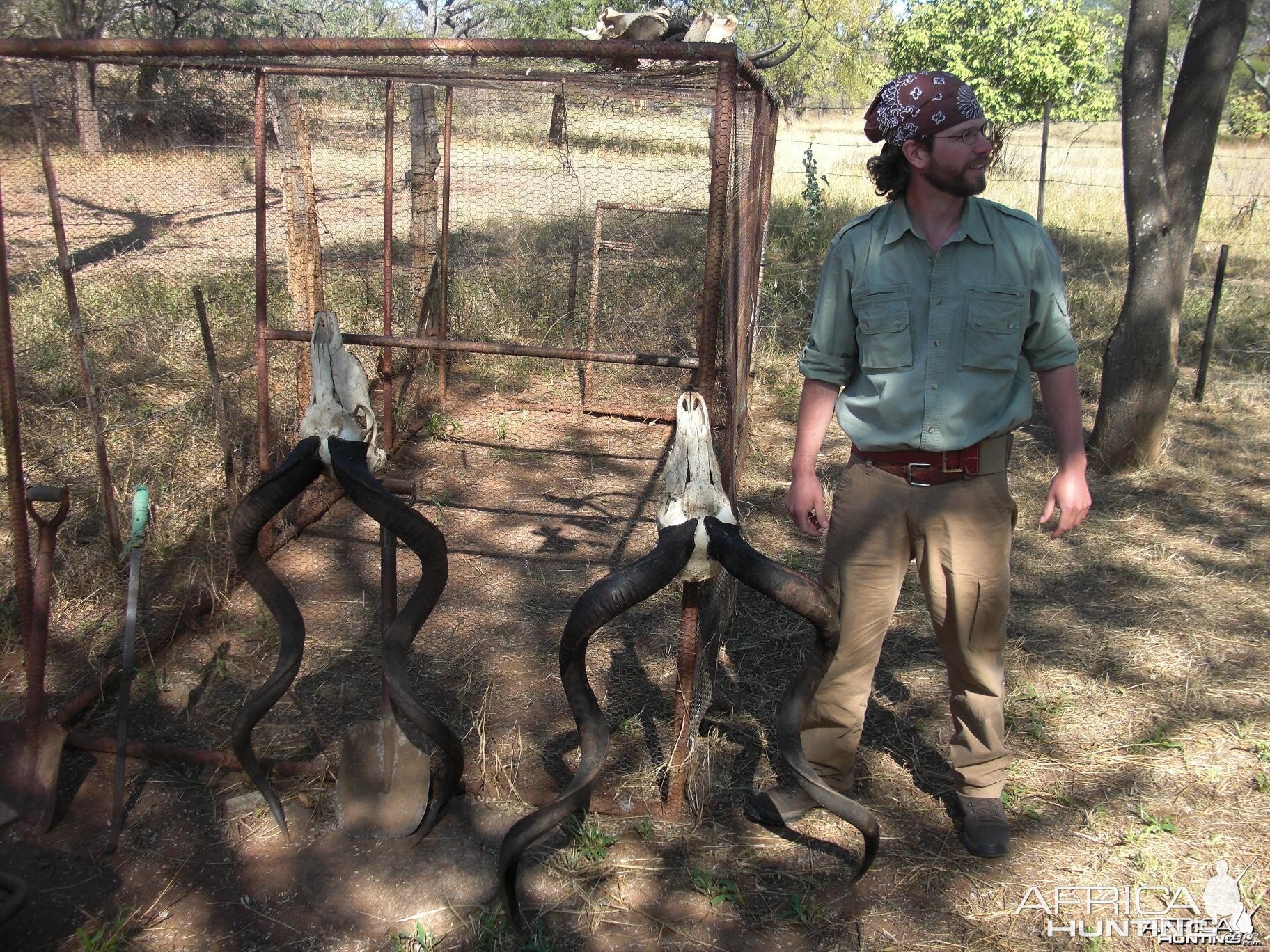 Kudu skulls Zimbabwe