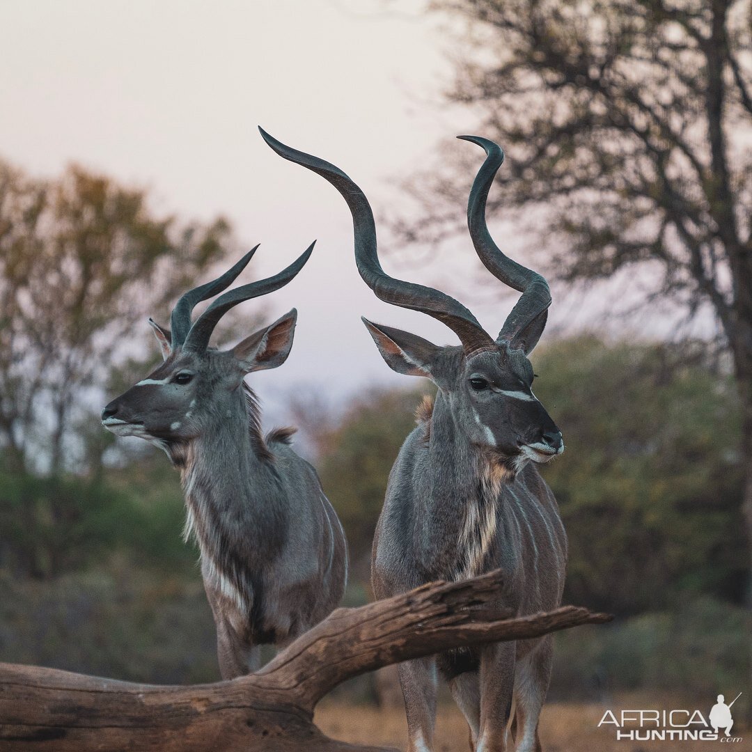 Kudu South Africa