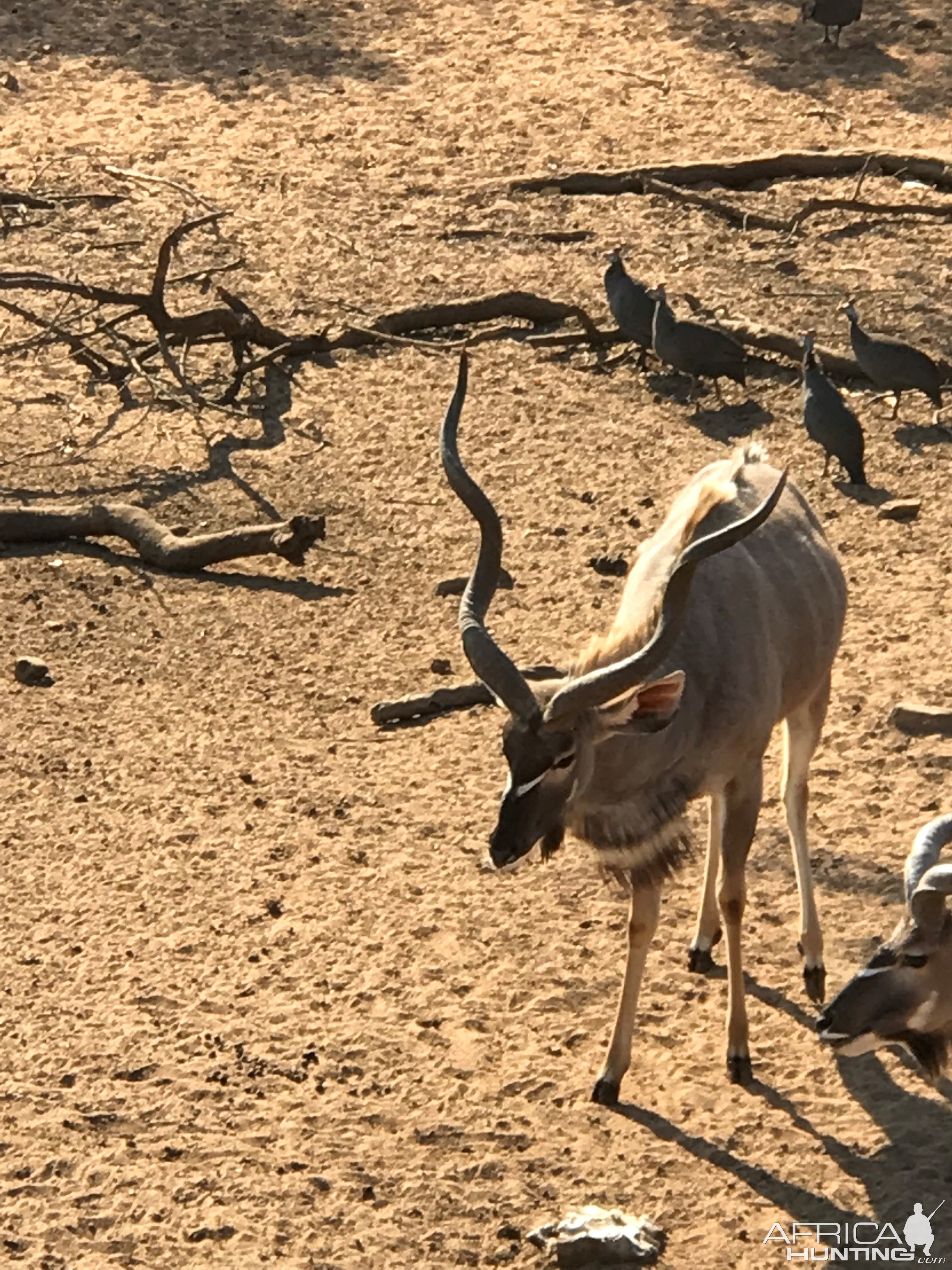 Kudu South Africa