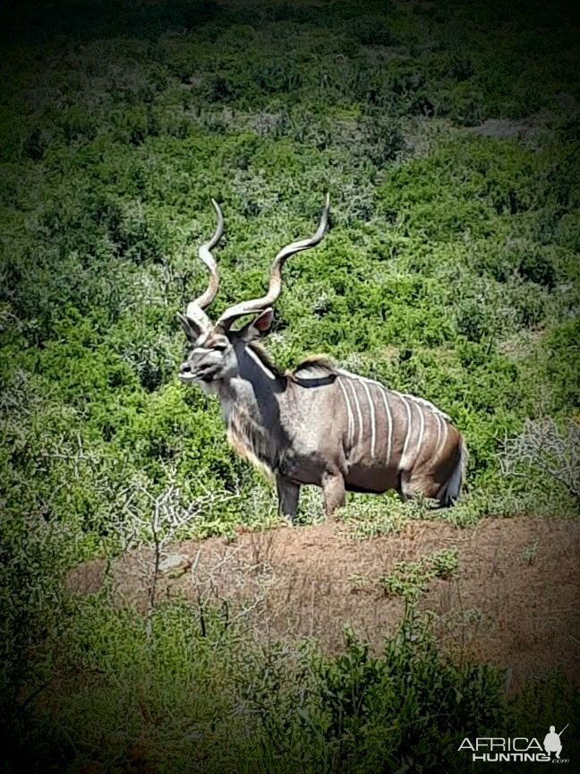 Kudu South Africa