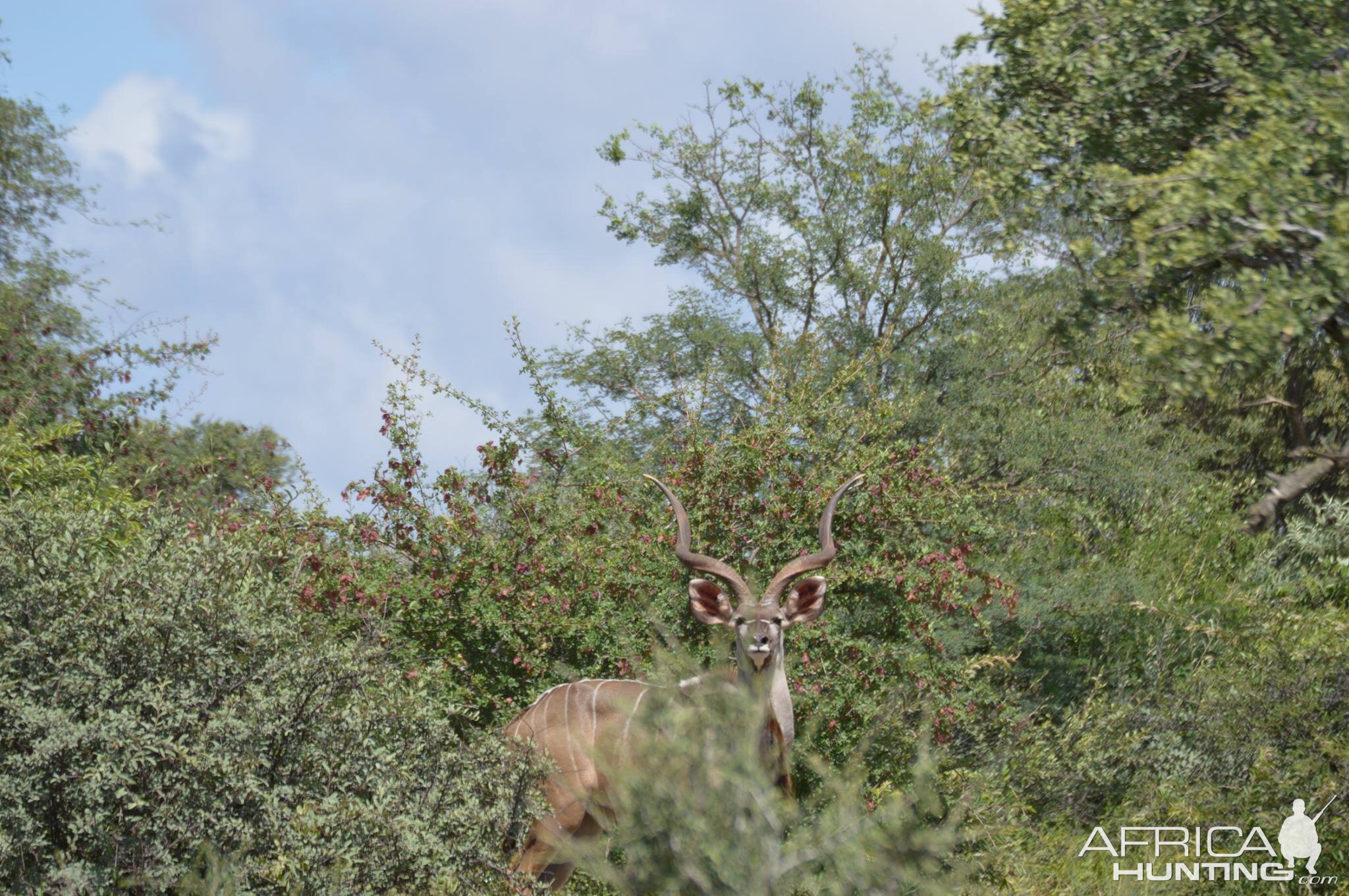 Kudu South Africa