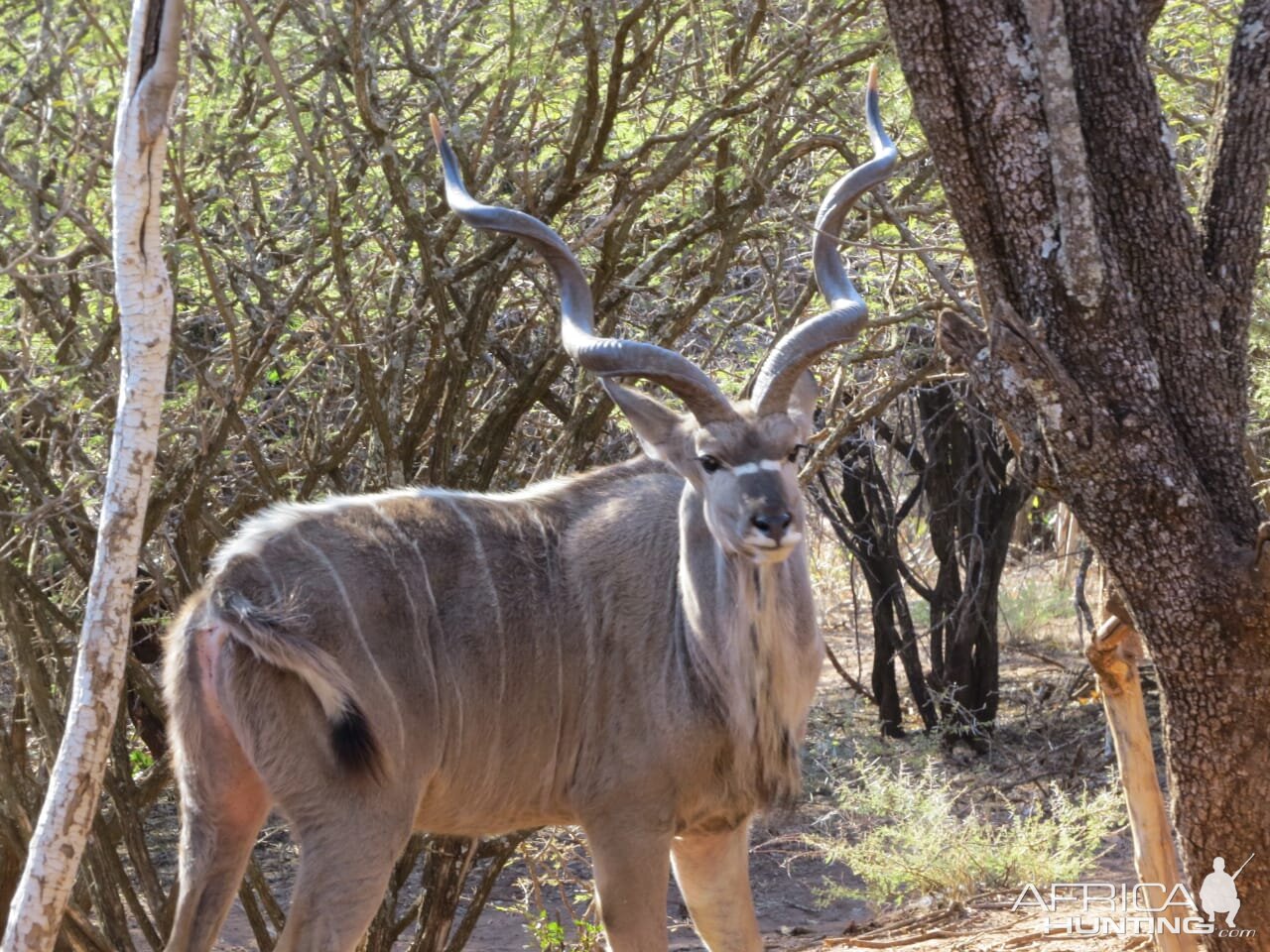 Kudu South Africa