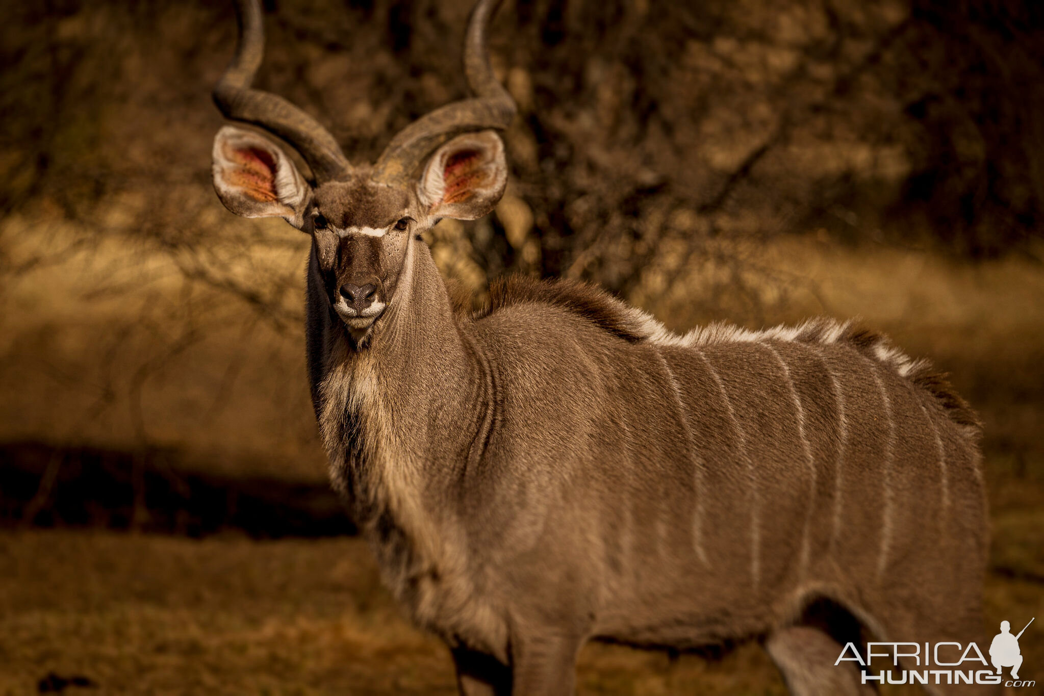 Kudu South Africa