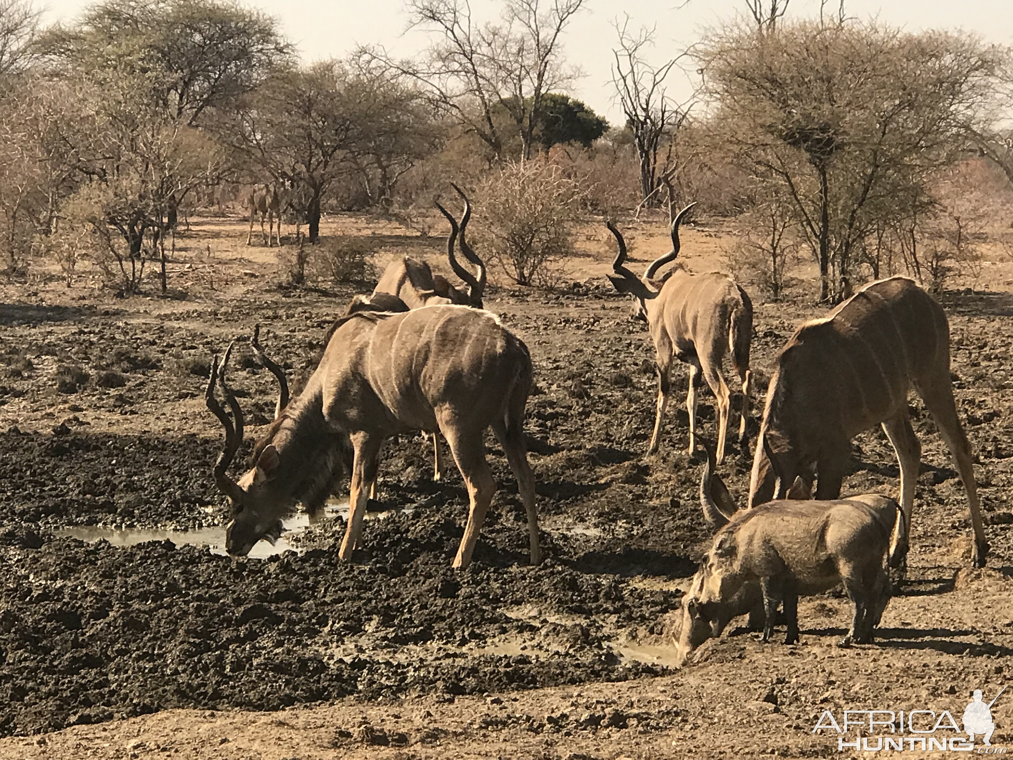 Kudu South Africa