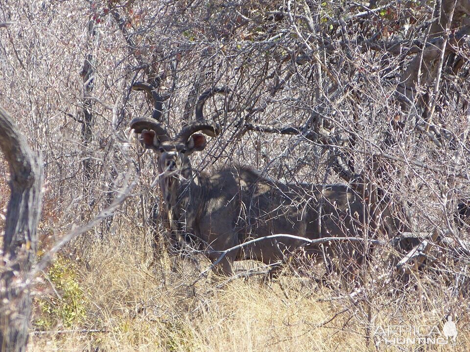 Kudu South Africa