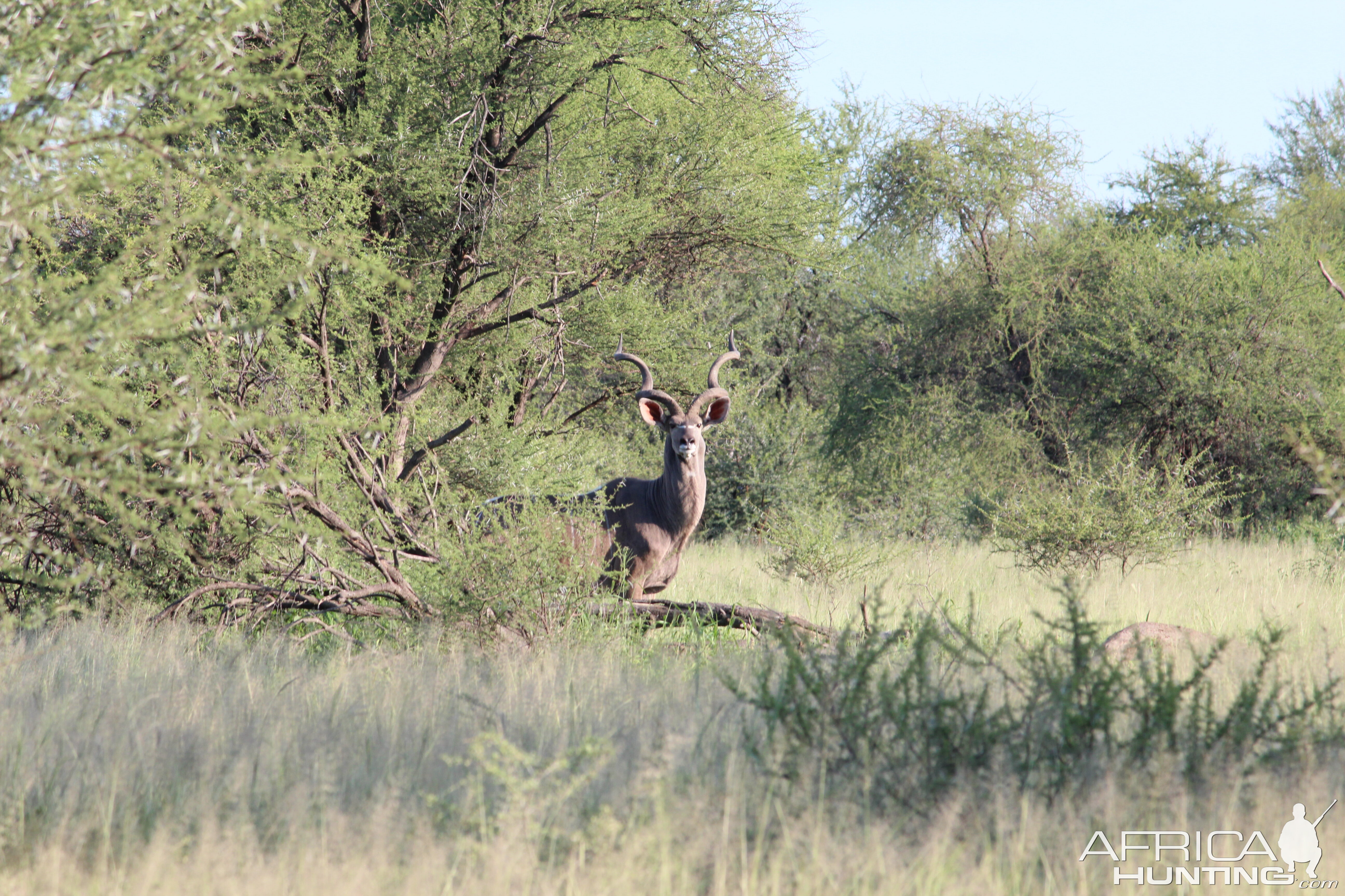 Kudu South Africa