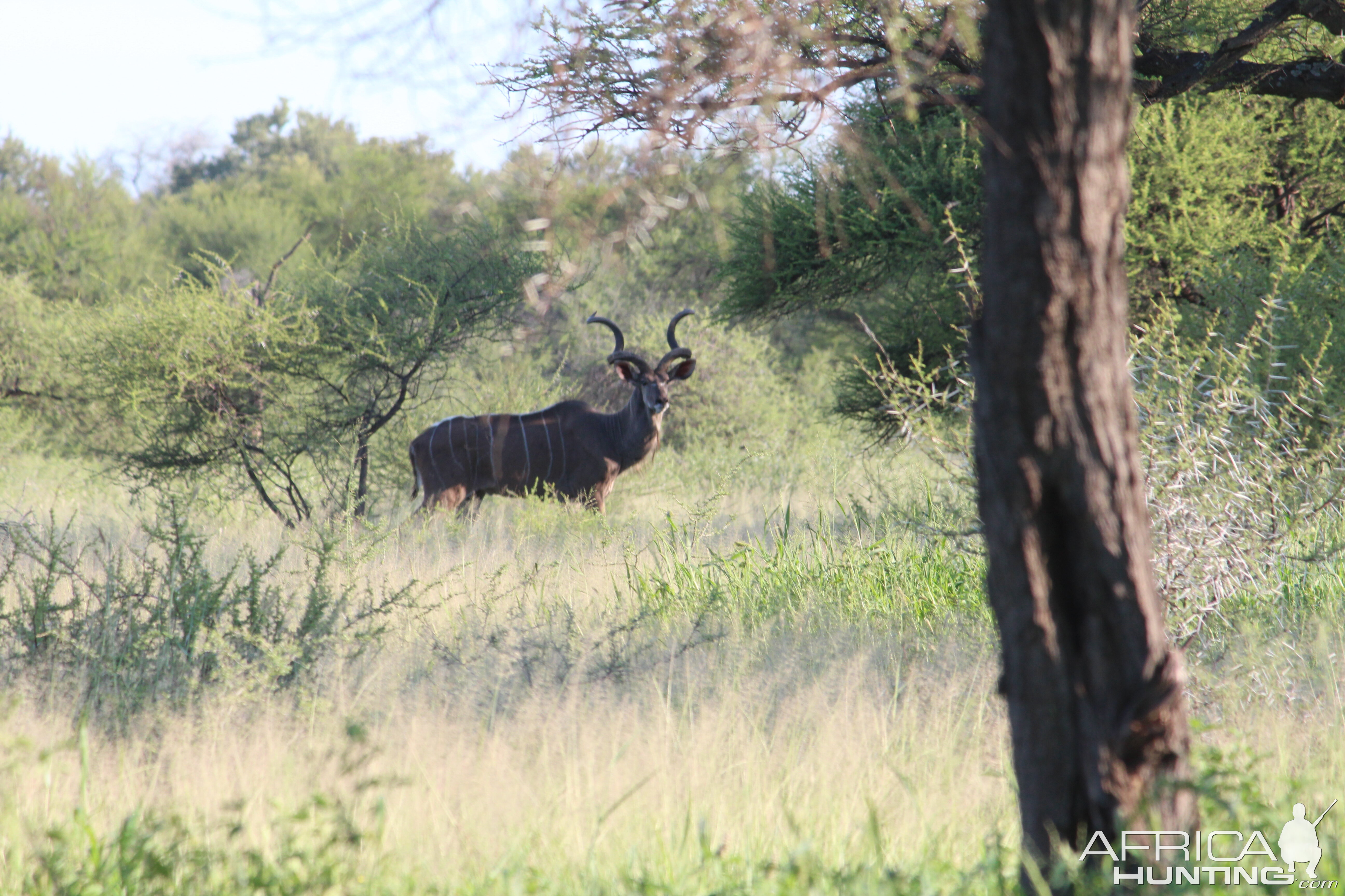 Kudu South Africa