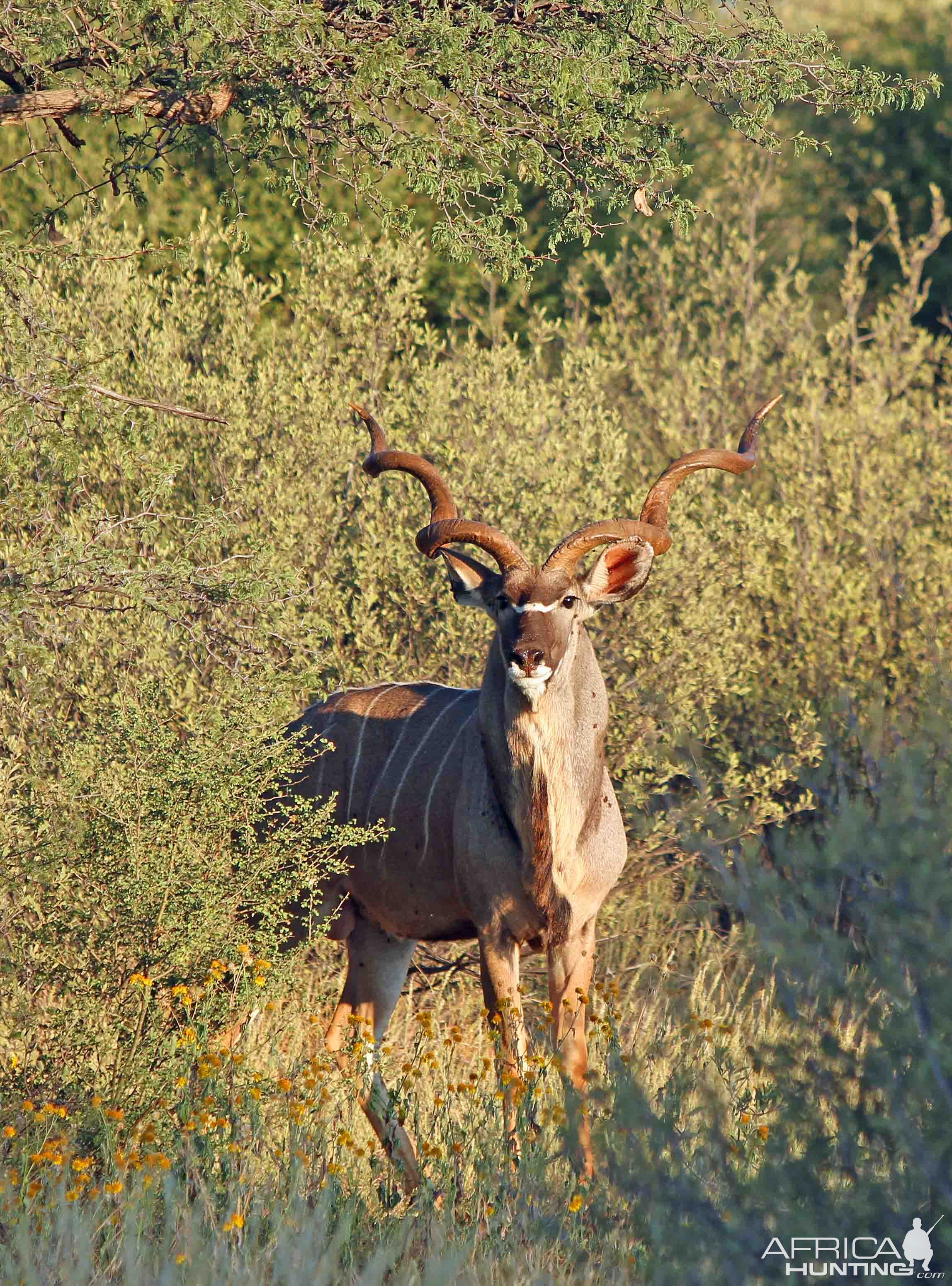 Kudu....still out there but havent seen this bull again!!!!!!!!!!