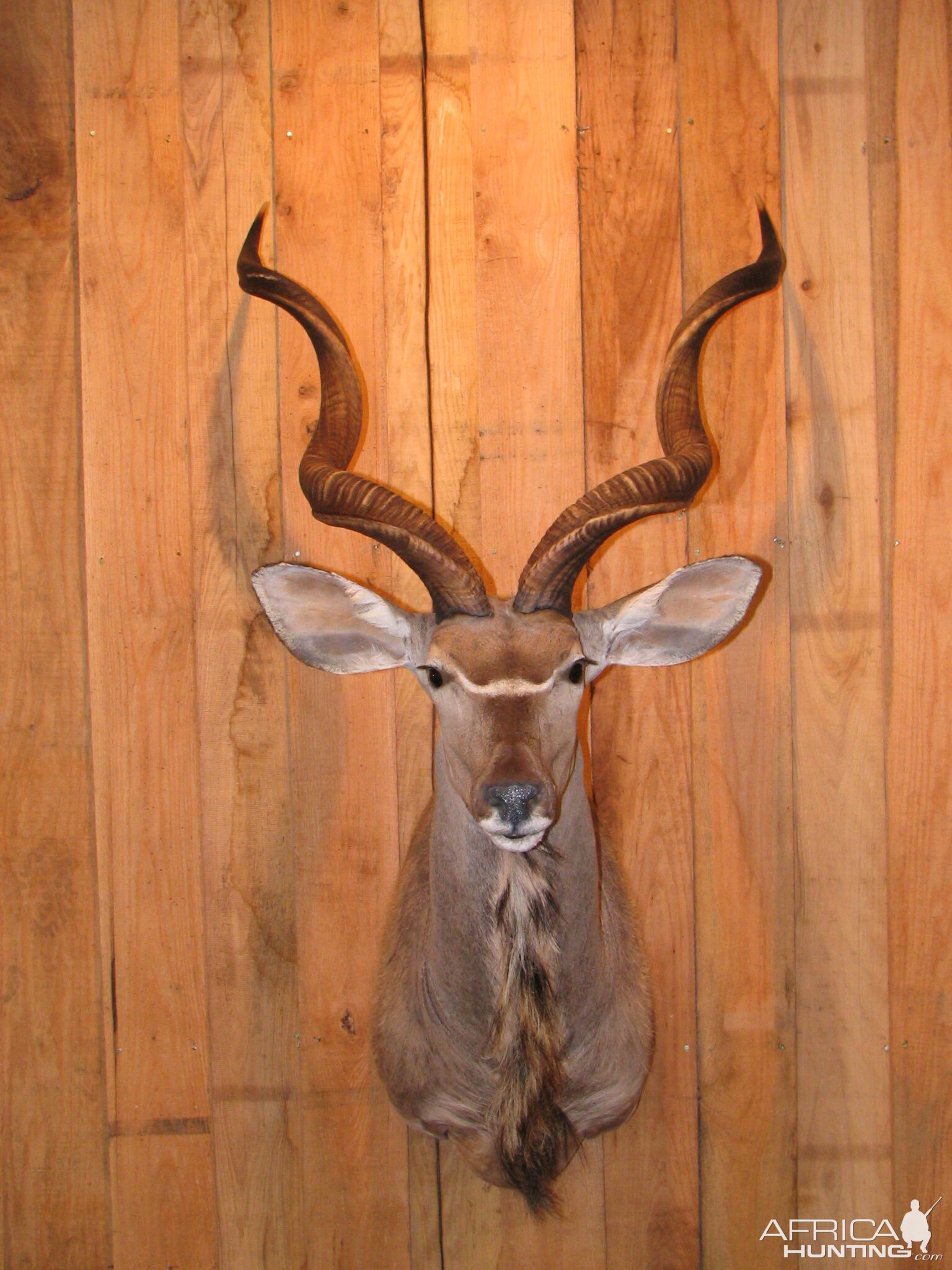 Kudu taxidermy mount