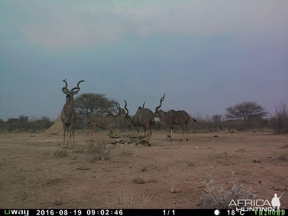 Kudu Trail Cam Pictures Namibia