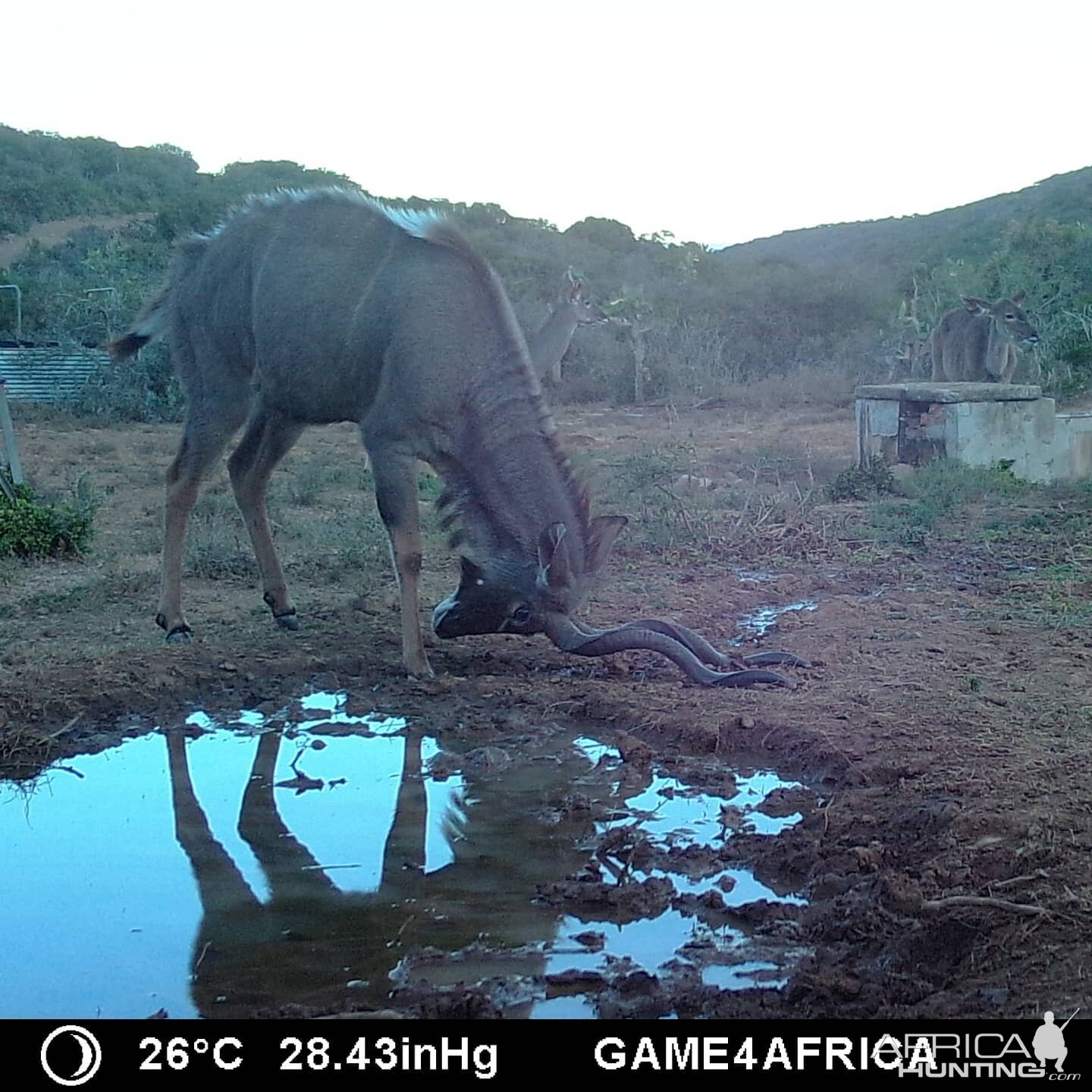 Kudu Trail Cam Pictures South Africa