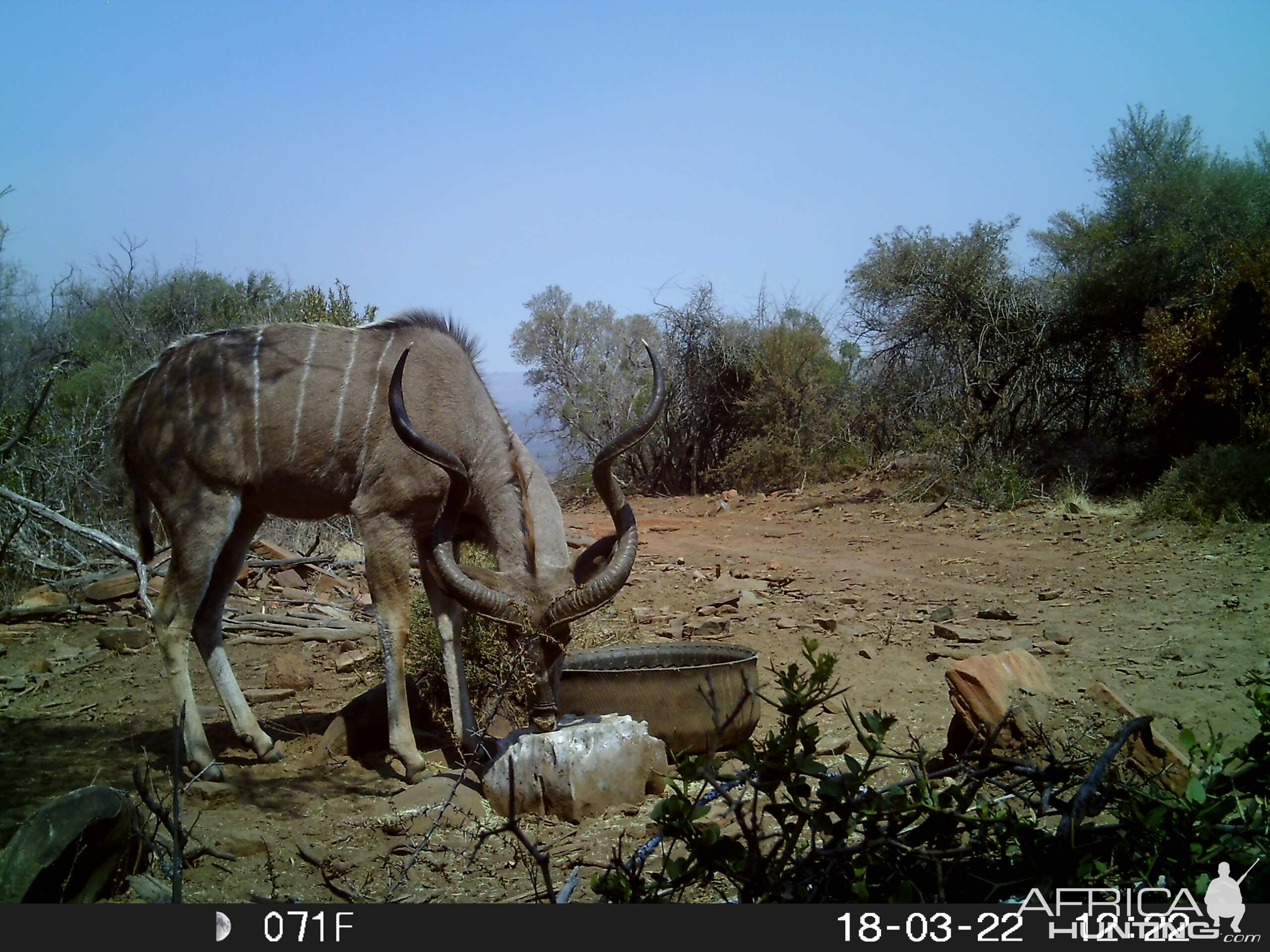 Kudu Trail Cam Pictures South Africa