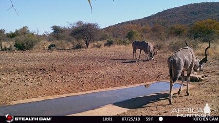 Kudu Trail Cam Pictures South Africa