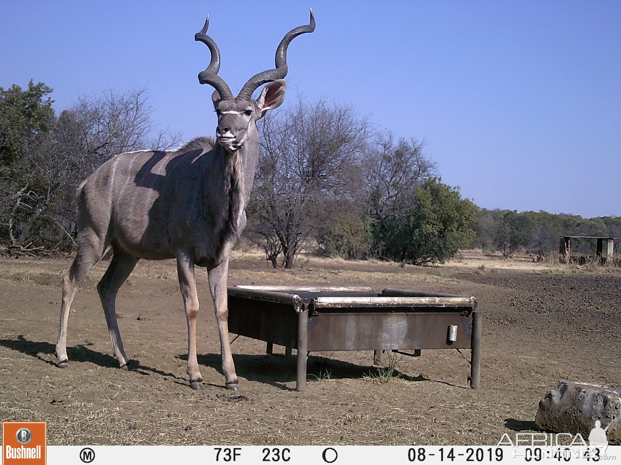 Kudu Trail Cam Pictures South Africa