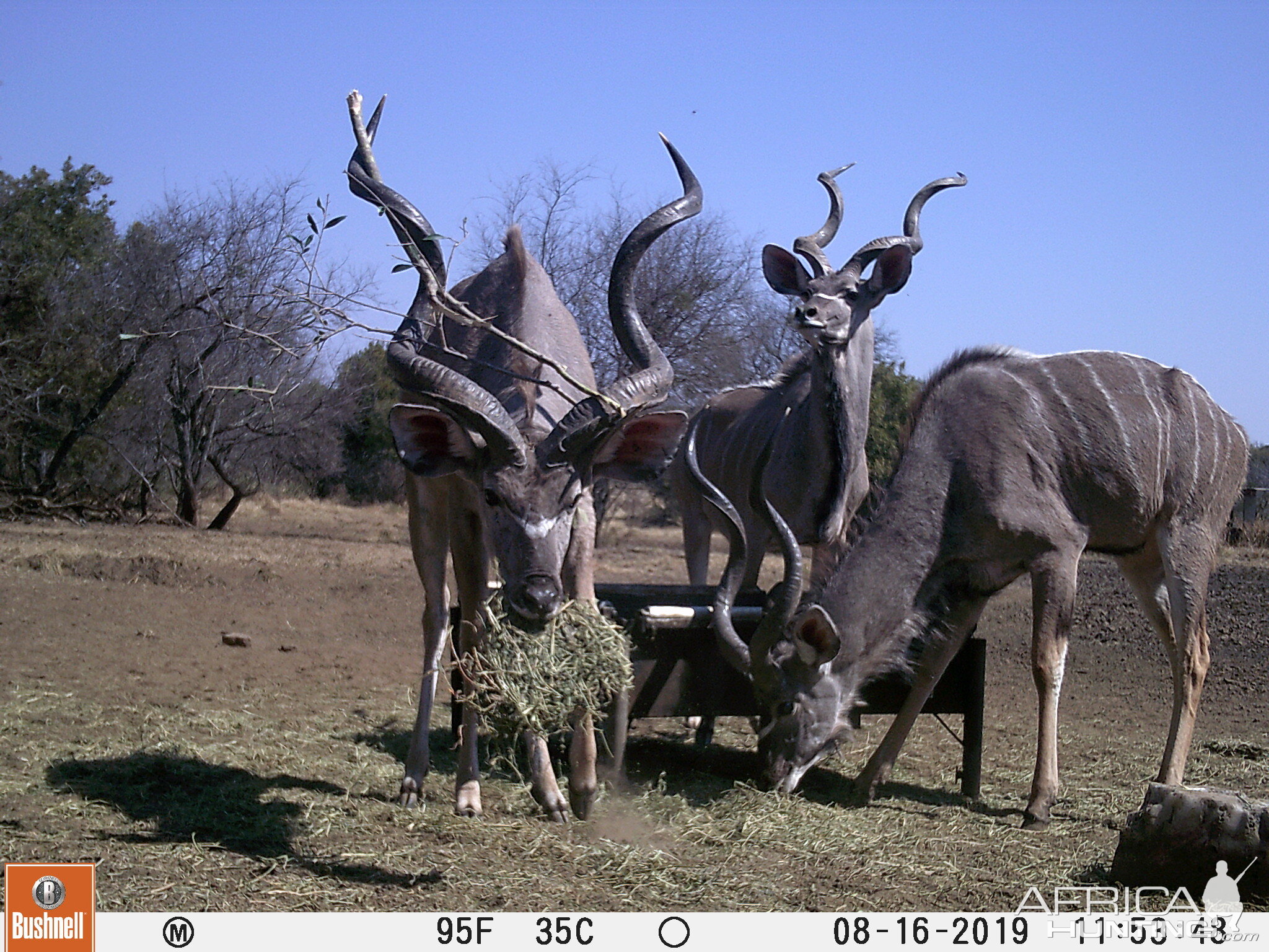 Kudu Trail Cam Pictures South Africa