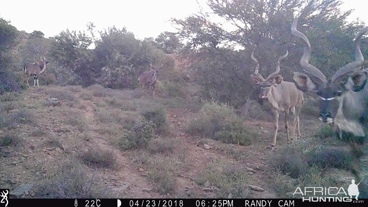 Kudu Trail Cam Pictures