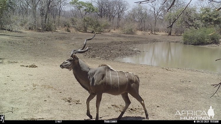 Kudu Trail Camera Zimbabwe