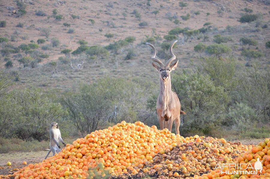 Kudu & Vervet Monkey feeding on Oranges
