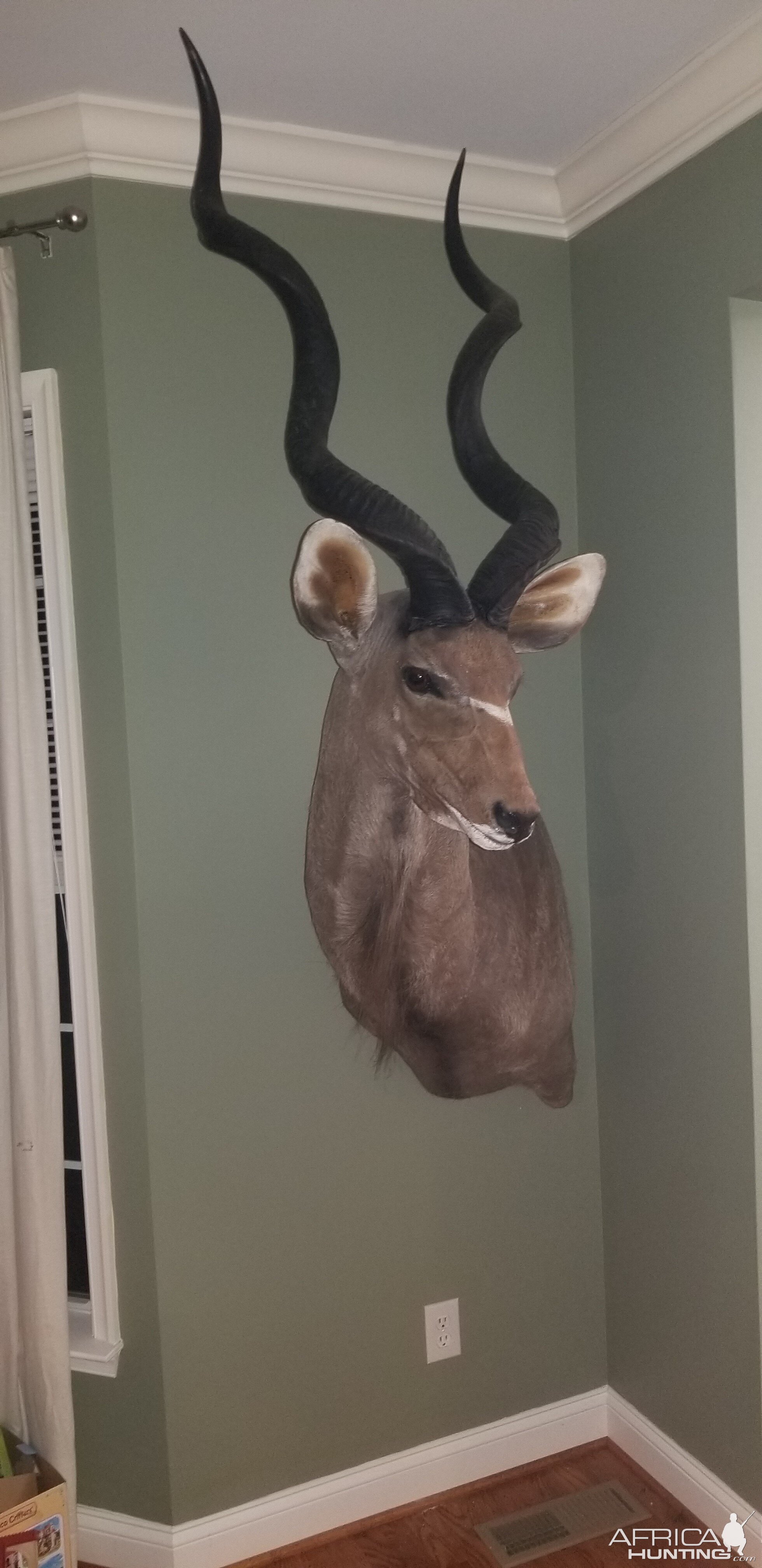 Kudu Wall Mount Taxidermy