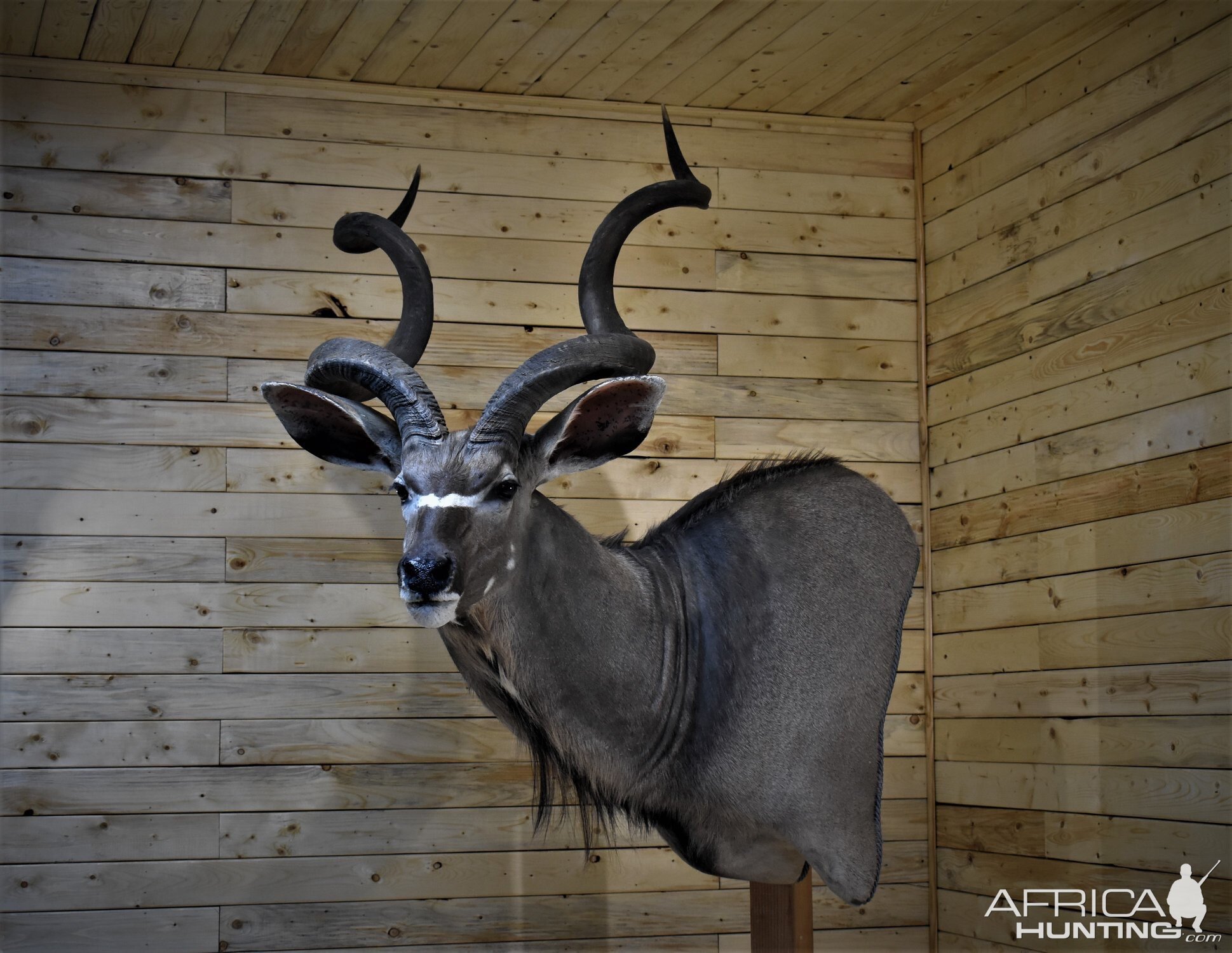 Kudu Wall Pedestal Taxidermy