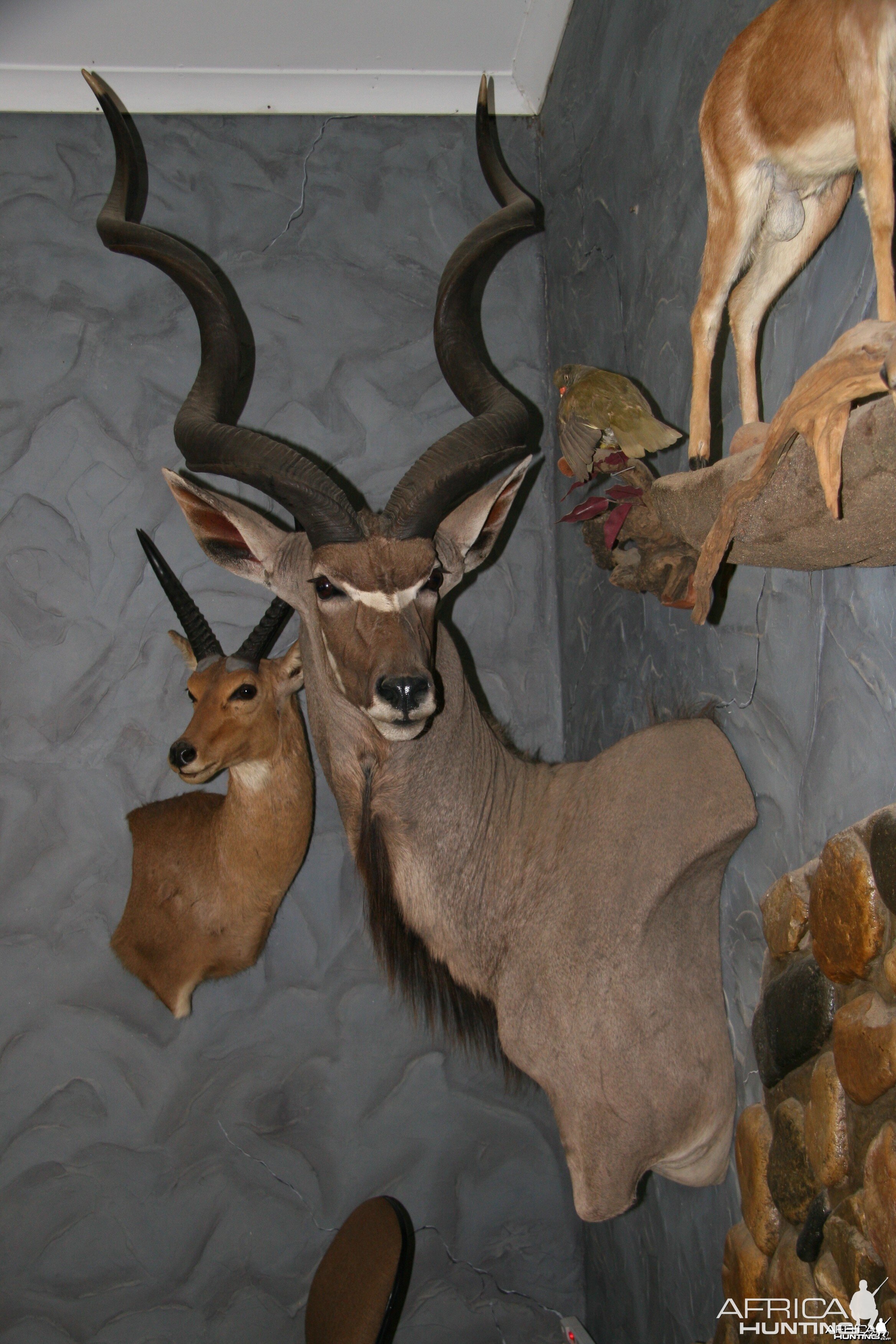 Kudu Wall Pedestal