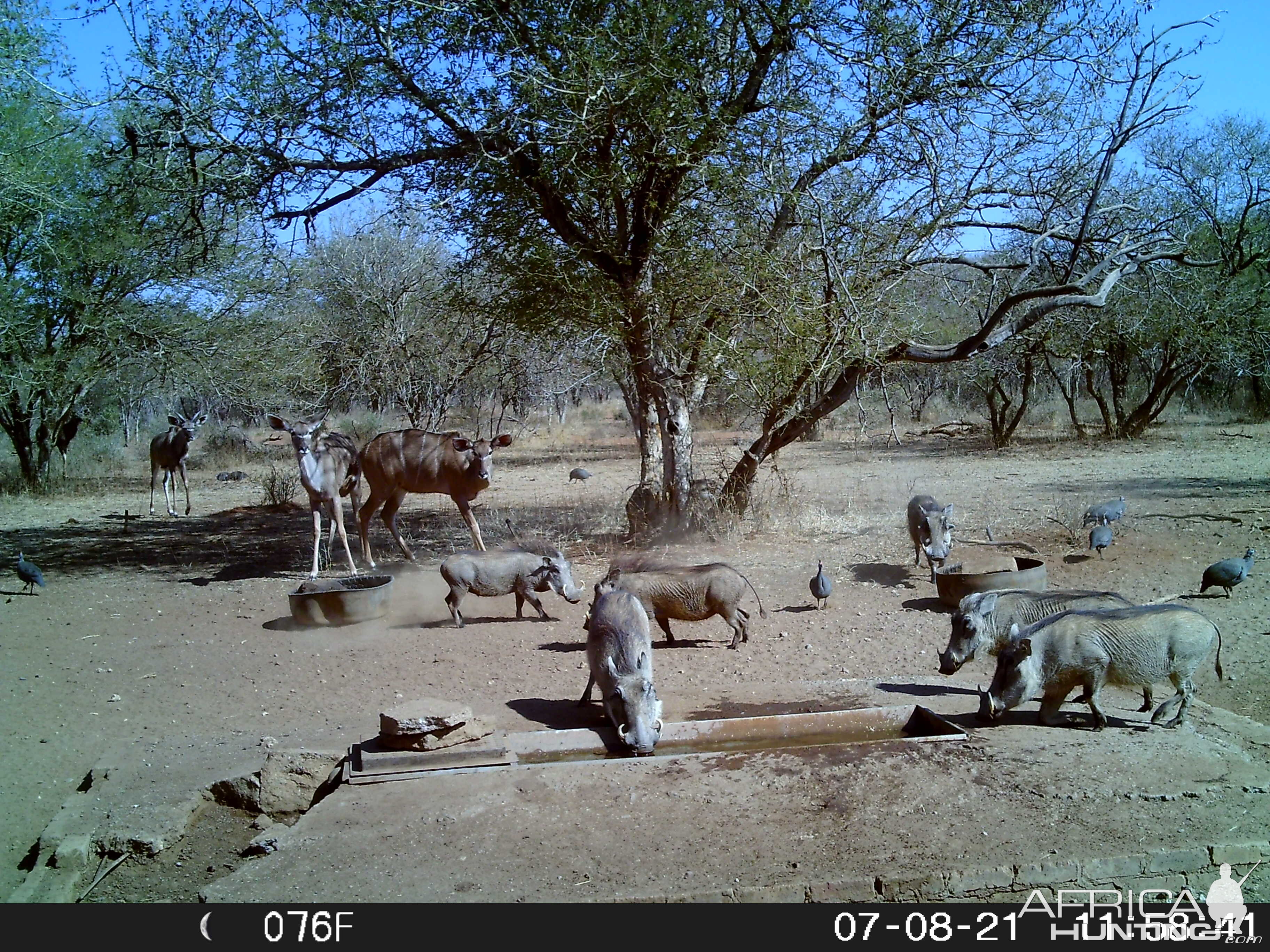 Kudu & Warthog Trail Cam